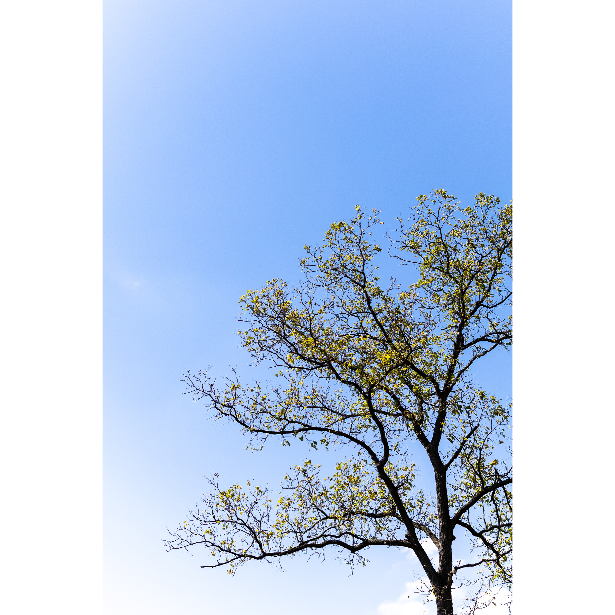 Prairie Tree
