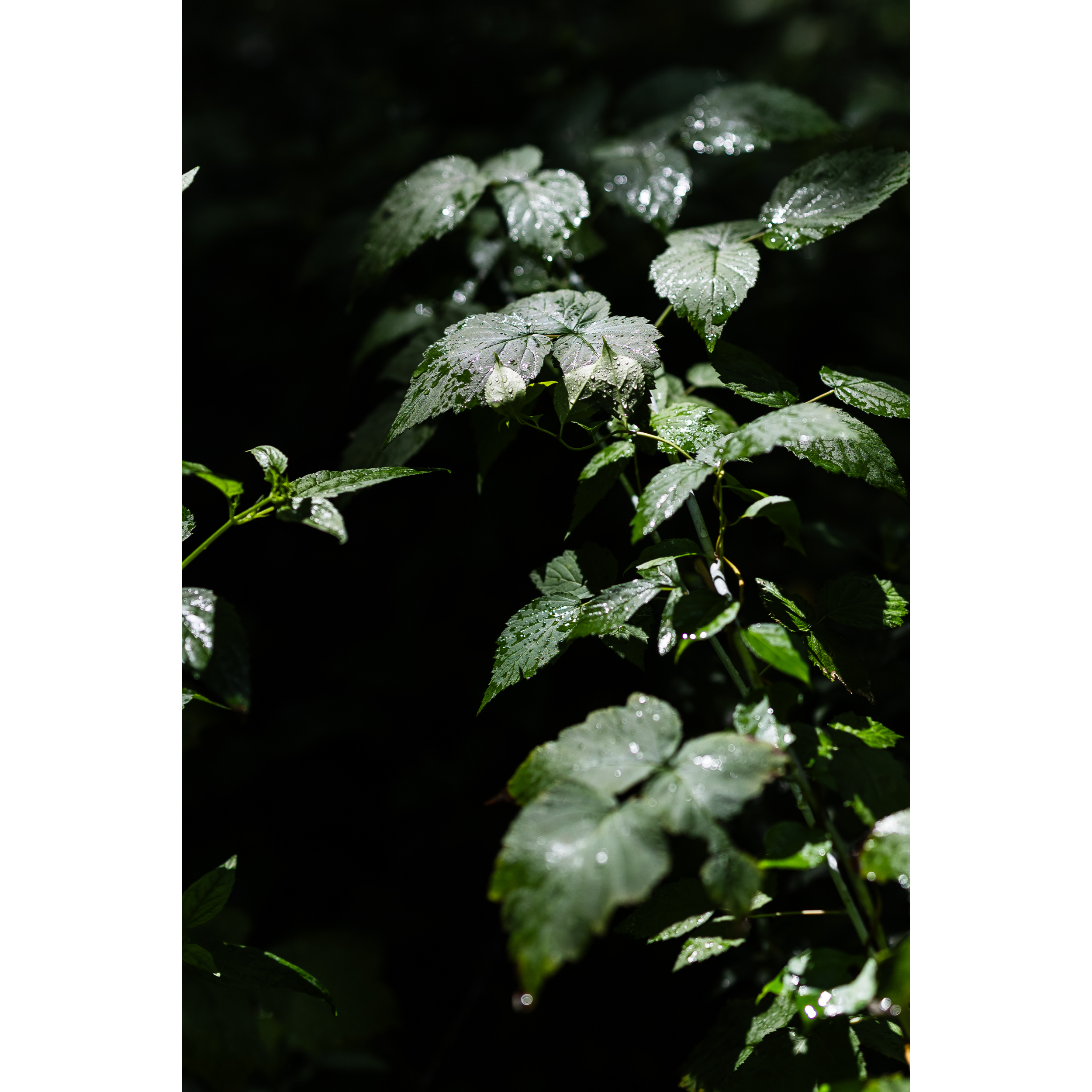 Untitled IX