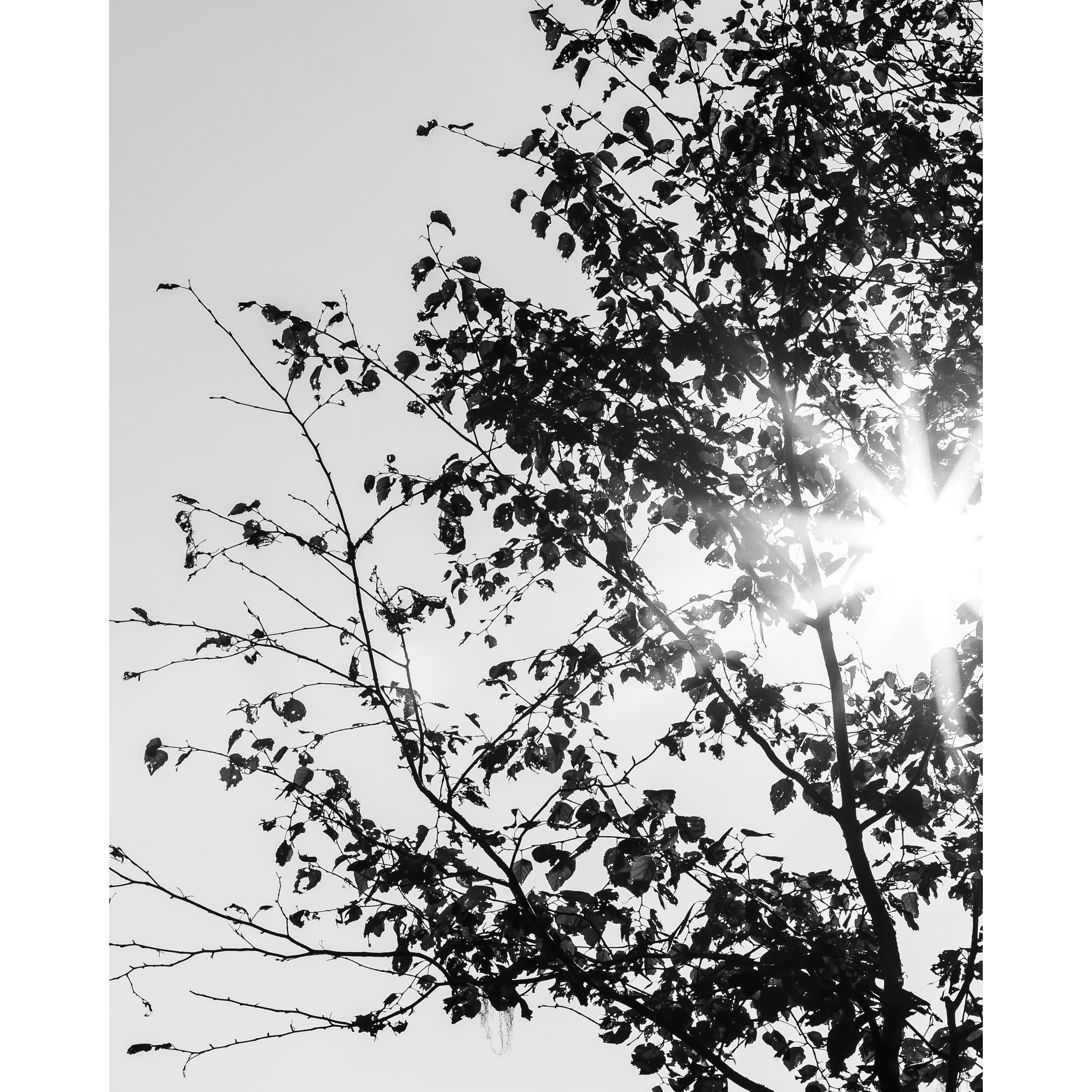 Sun VIII