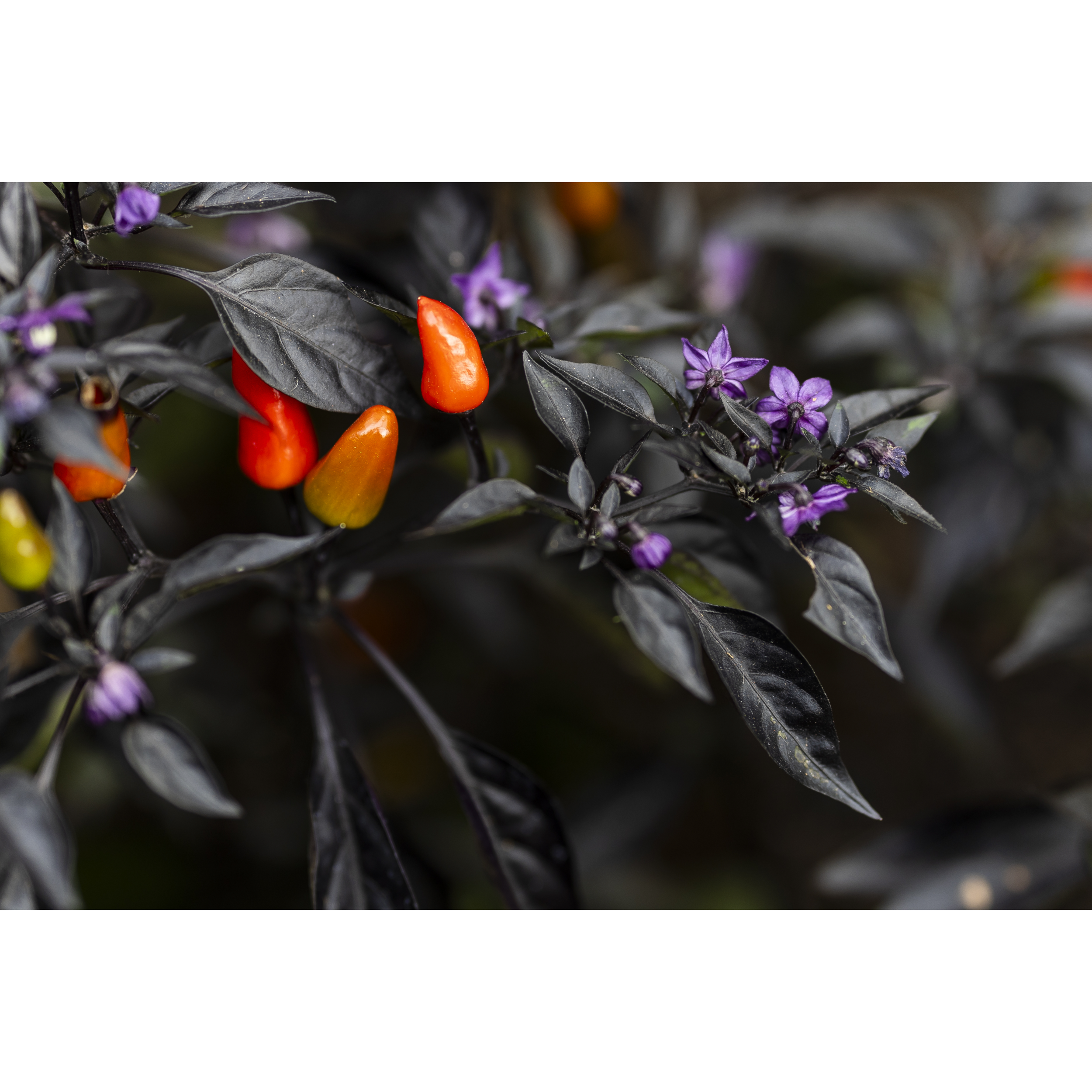 Ornamental Pepper