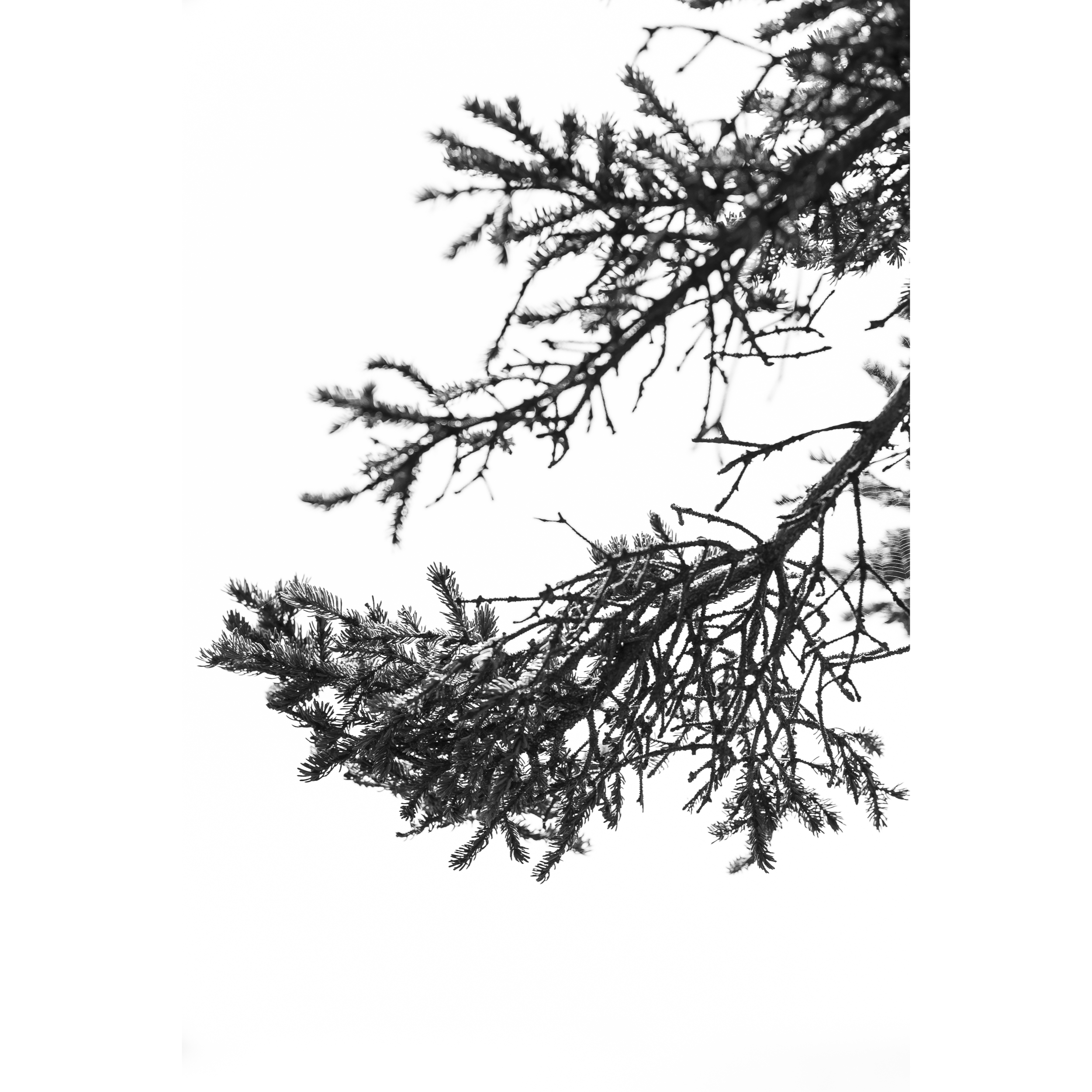 Maine Evergreen I