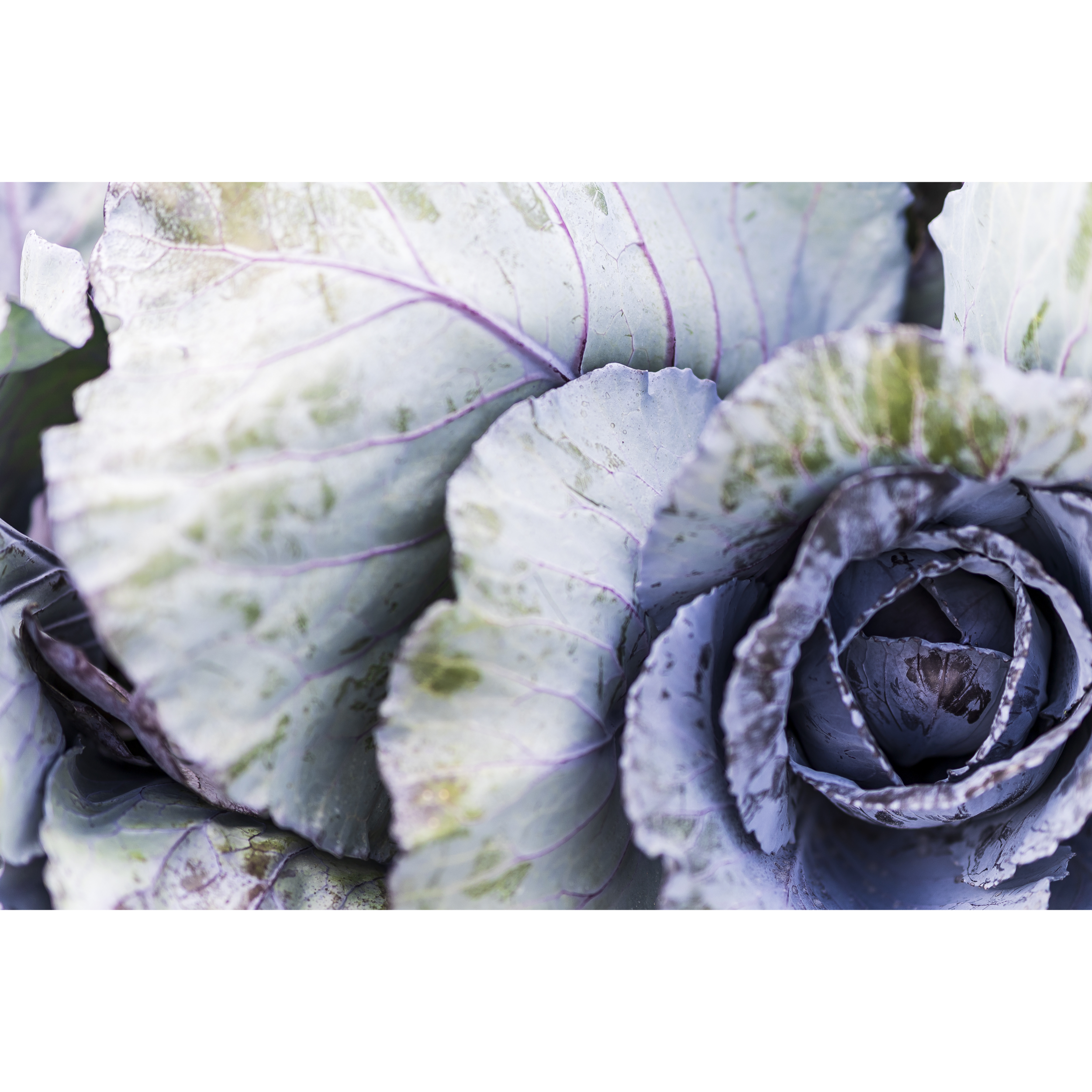 Cabbage
