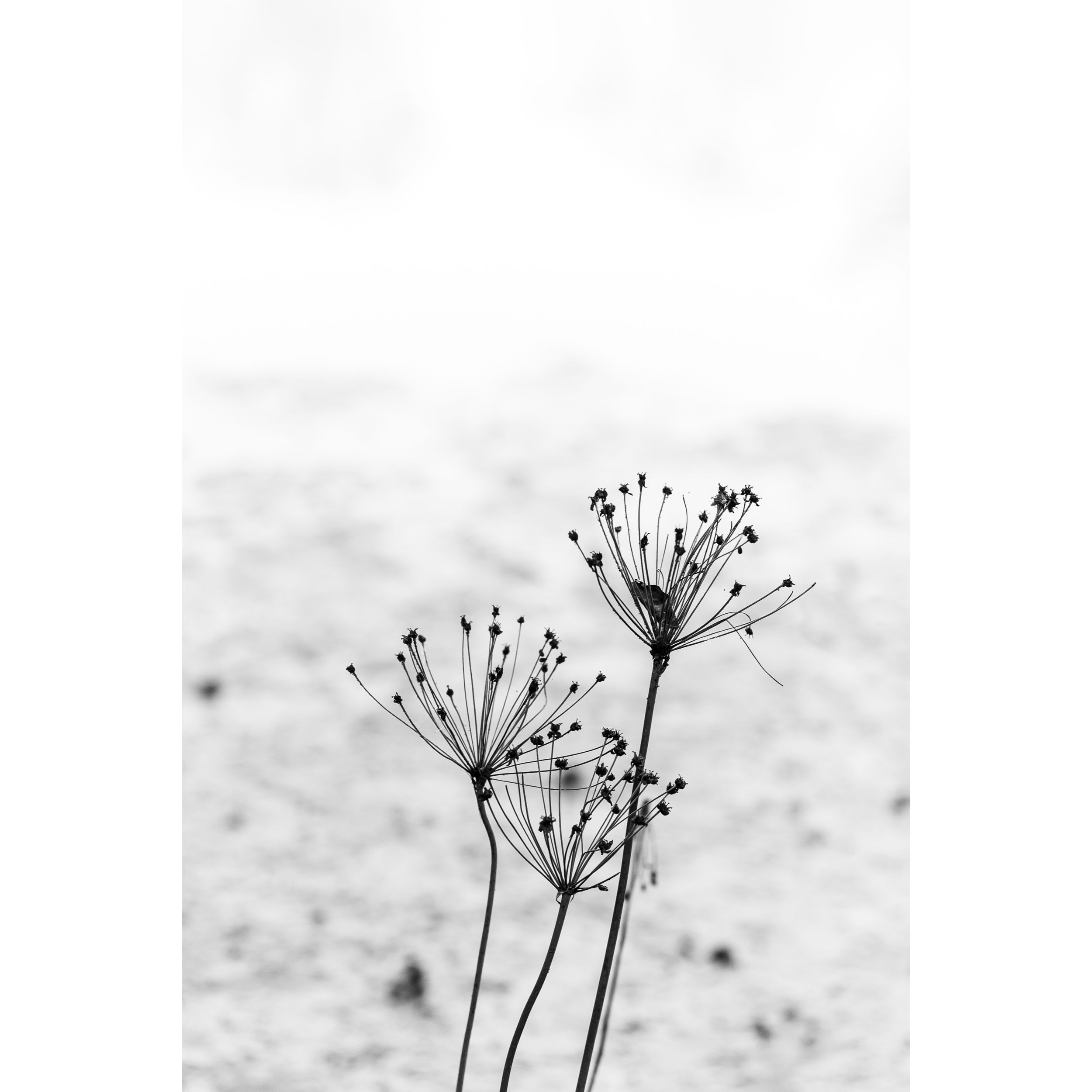 Untitled XIV