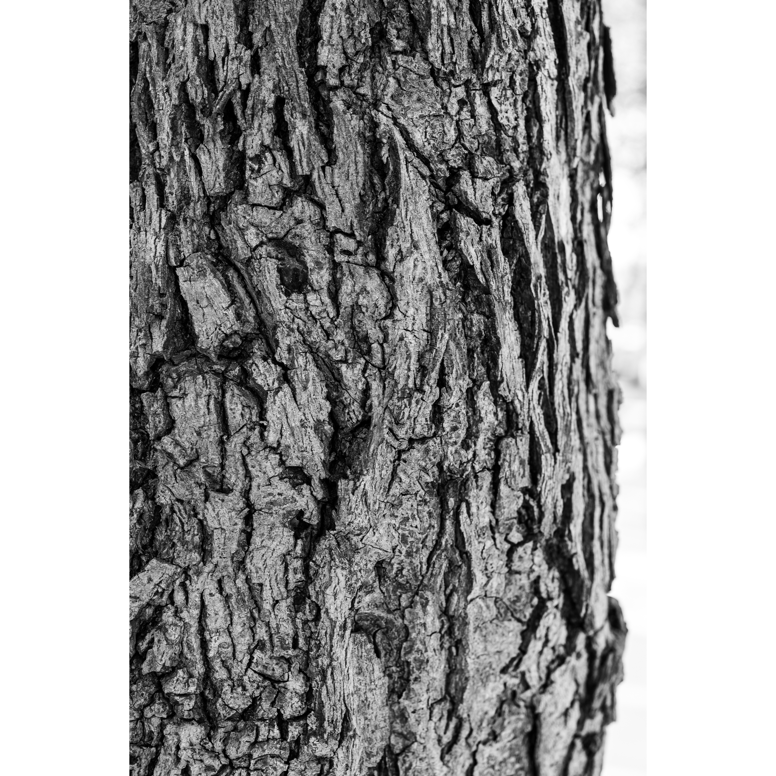 Tree Bark VII