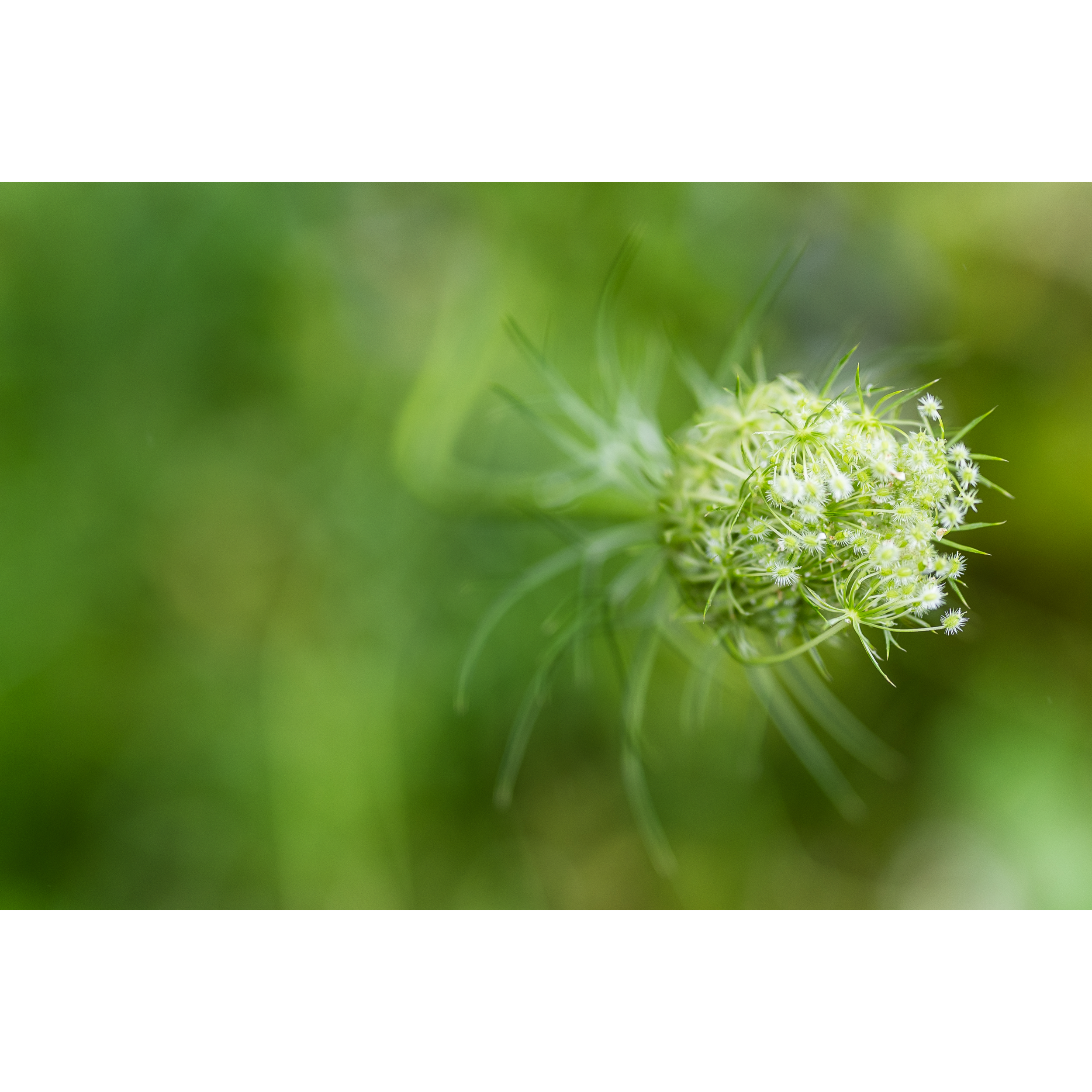 Queen Anne's Lace
