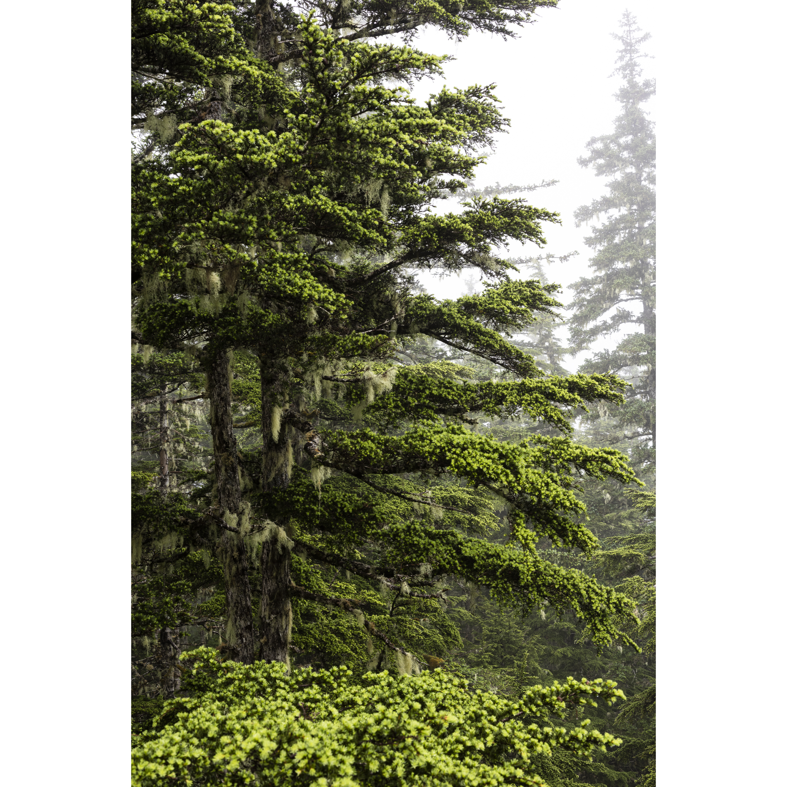 Temperate Rainforest II