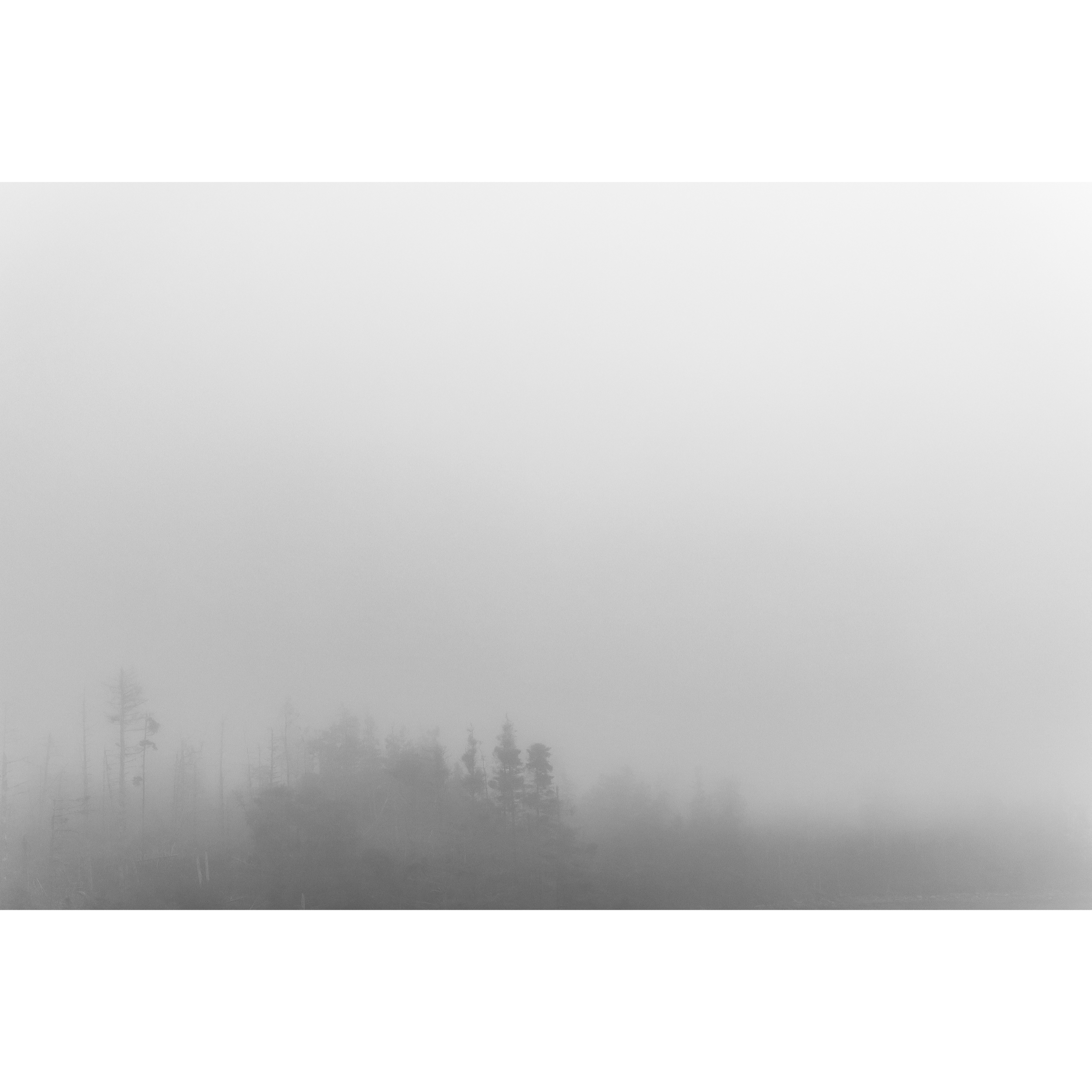 Maine Fog II