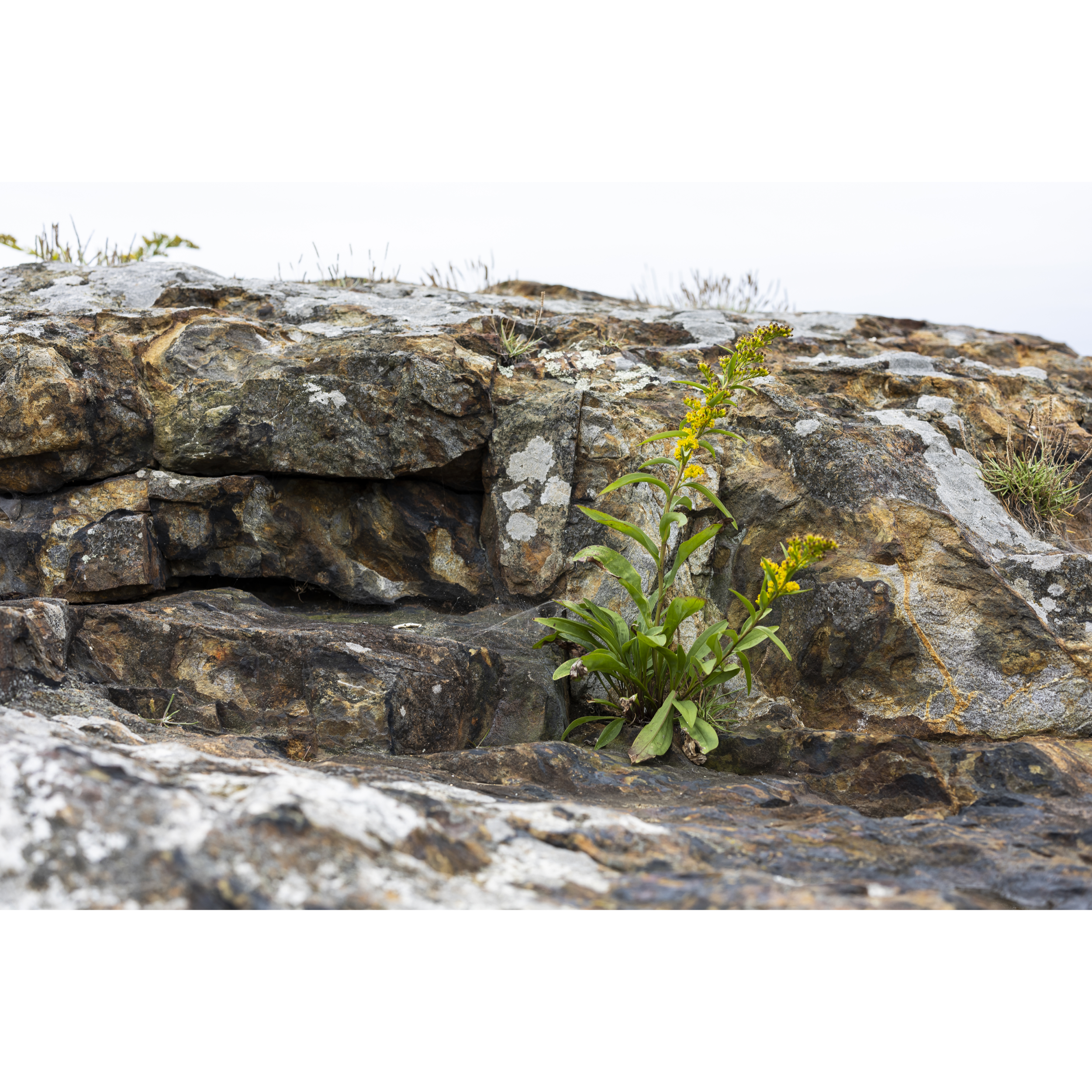 Seaside Goldenrod II