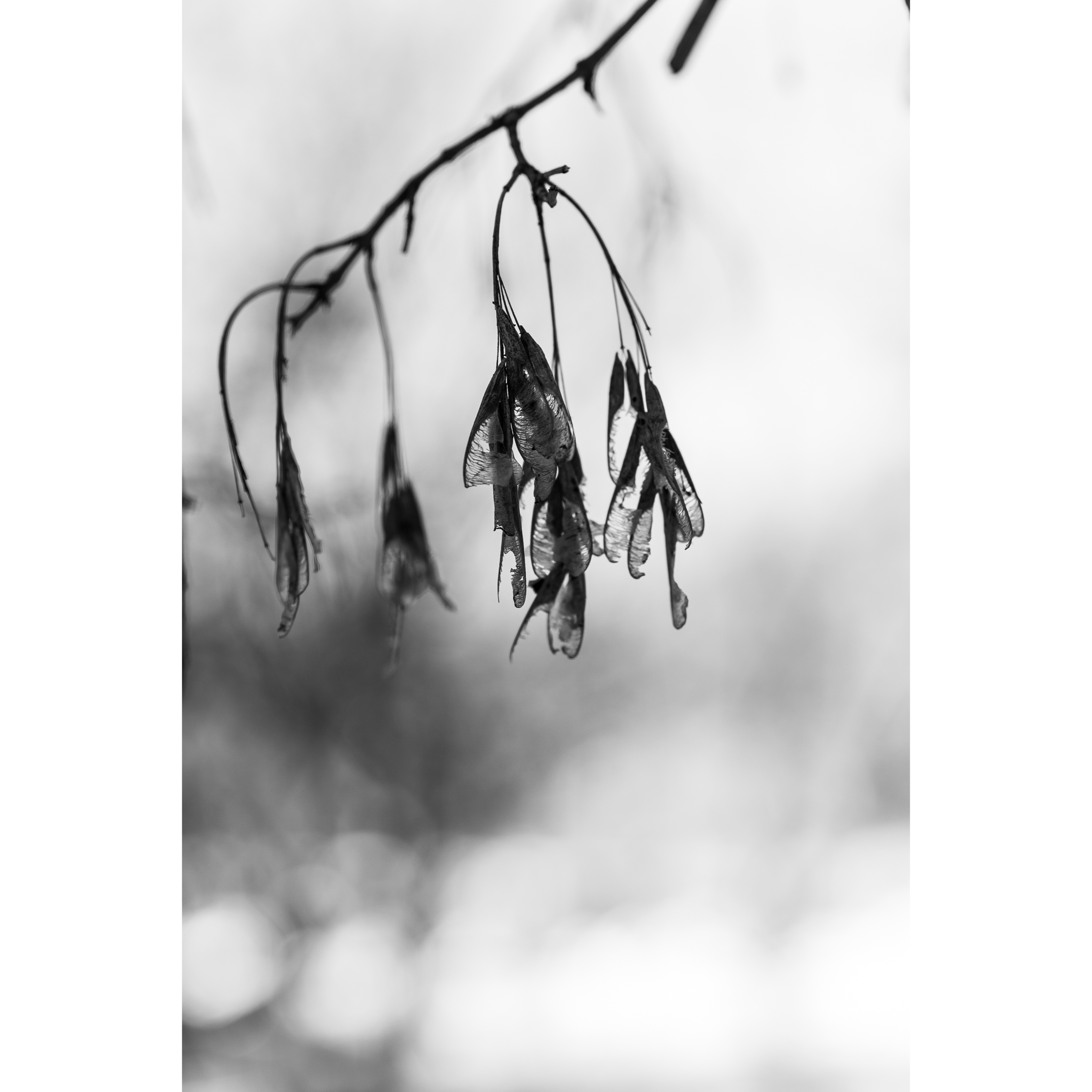 Winter Whirligigs