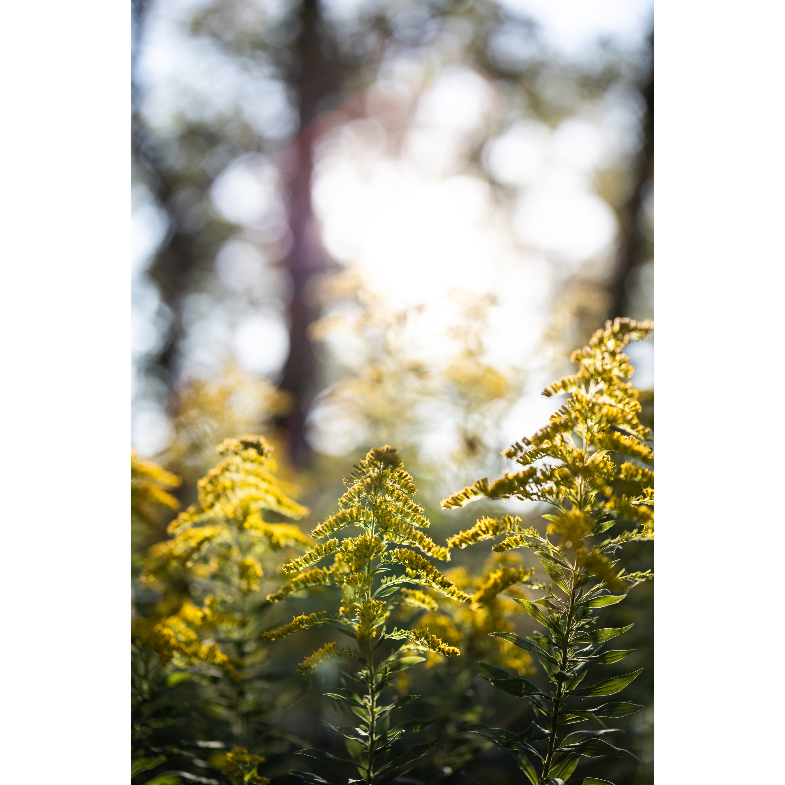 Goldenrod