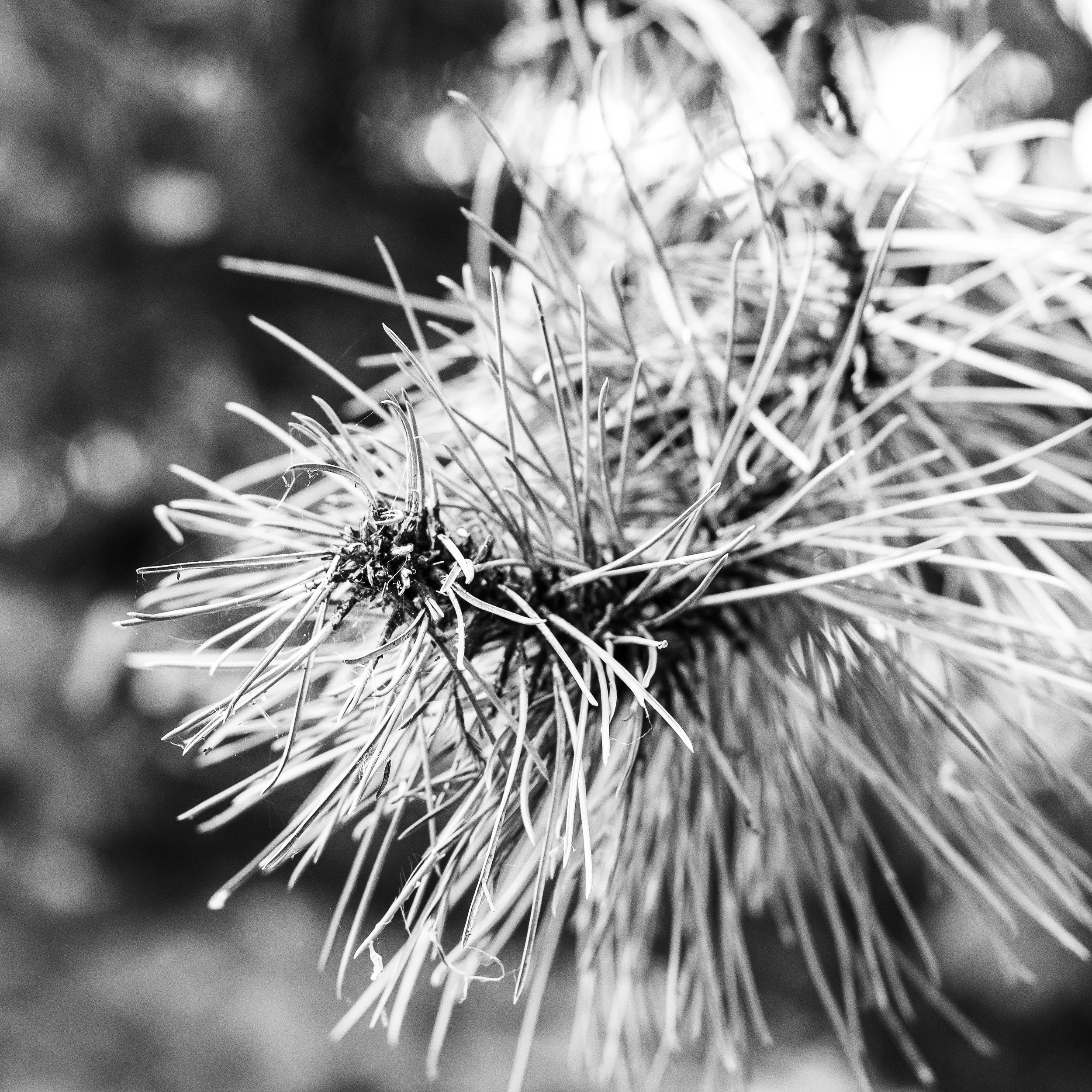 Pine I
