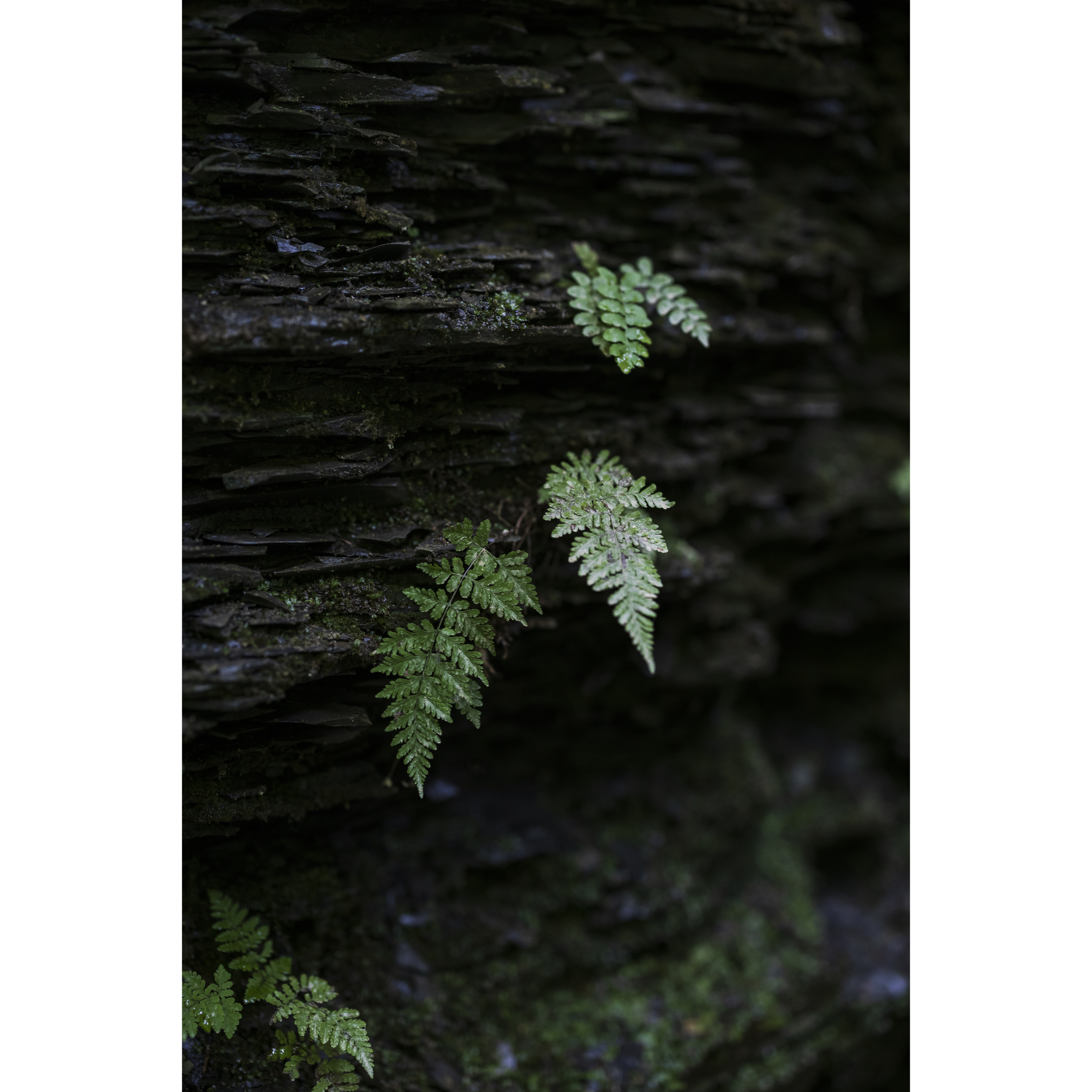 Fern
