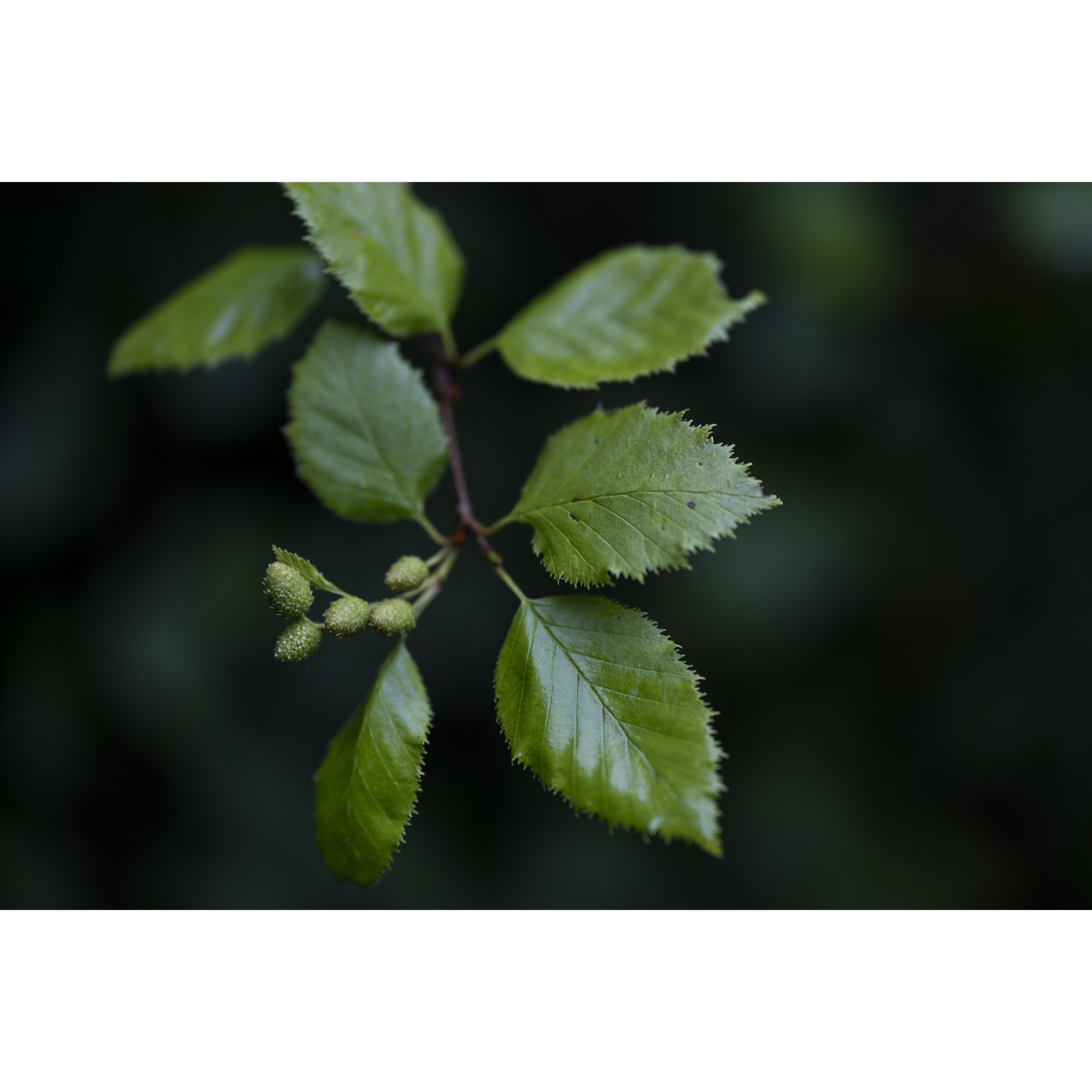 Birch