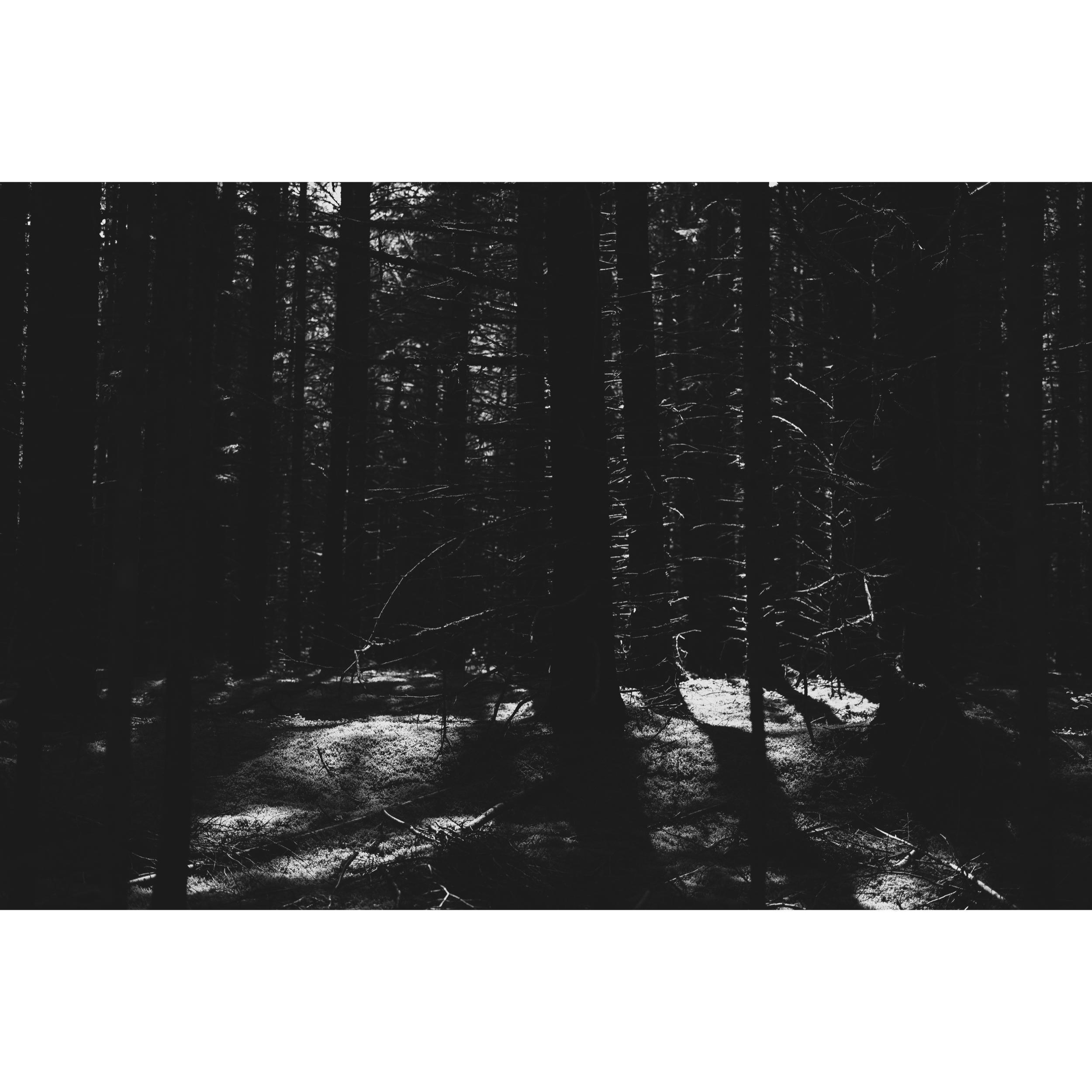 Forest Shadows
