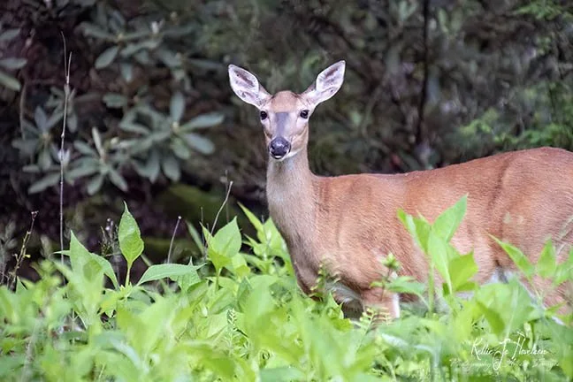 "Pretty Little Whitetail"