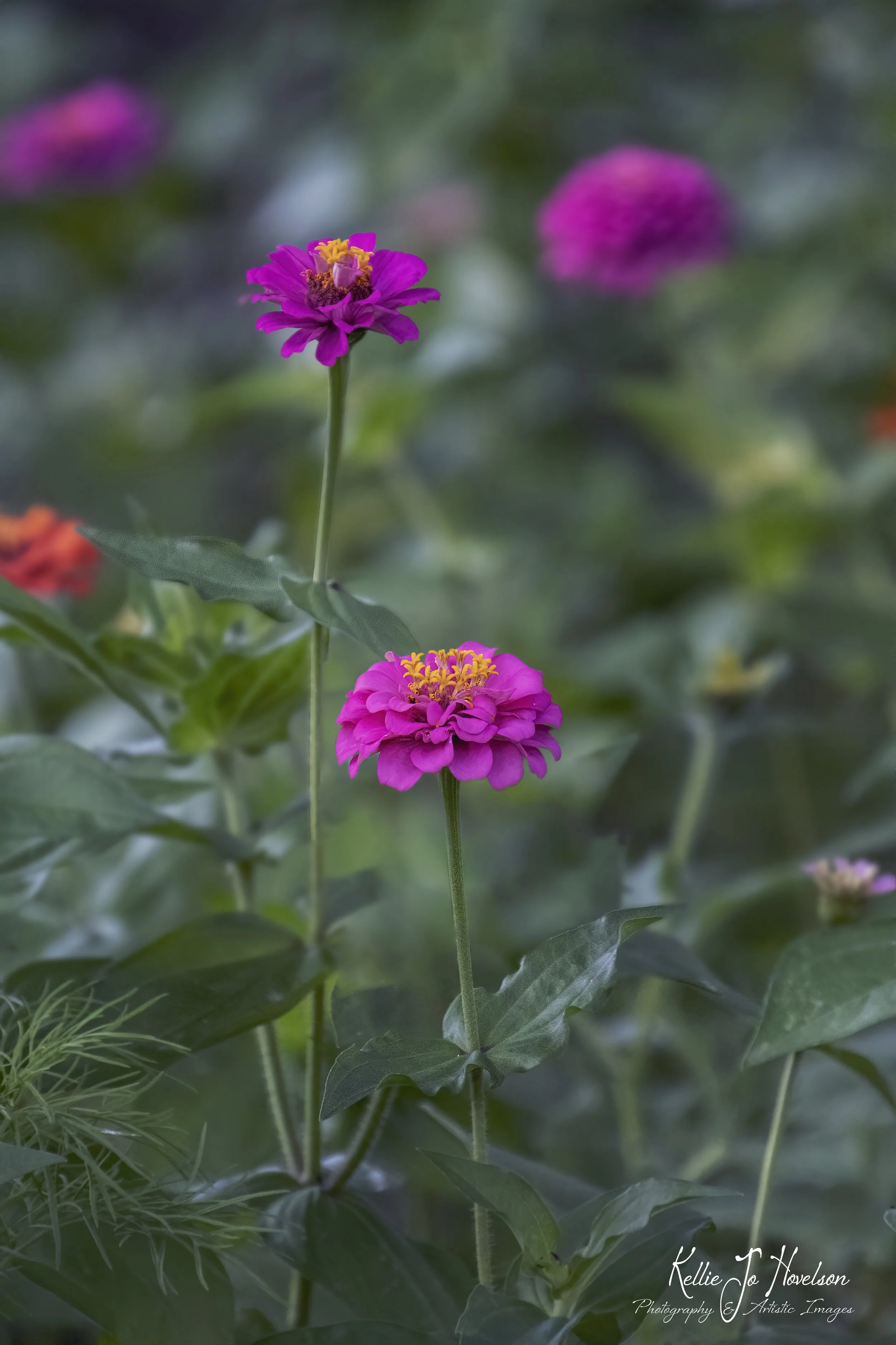 "Summer Blossoms in Pink"