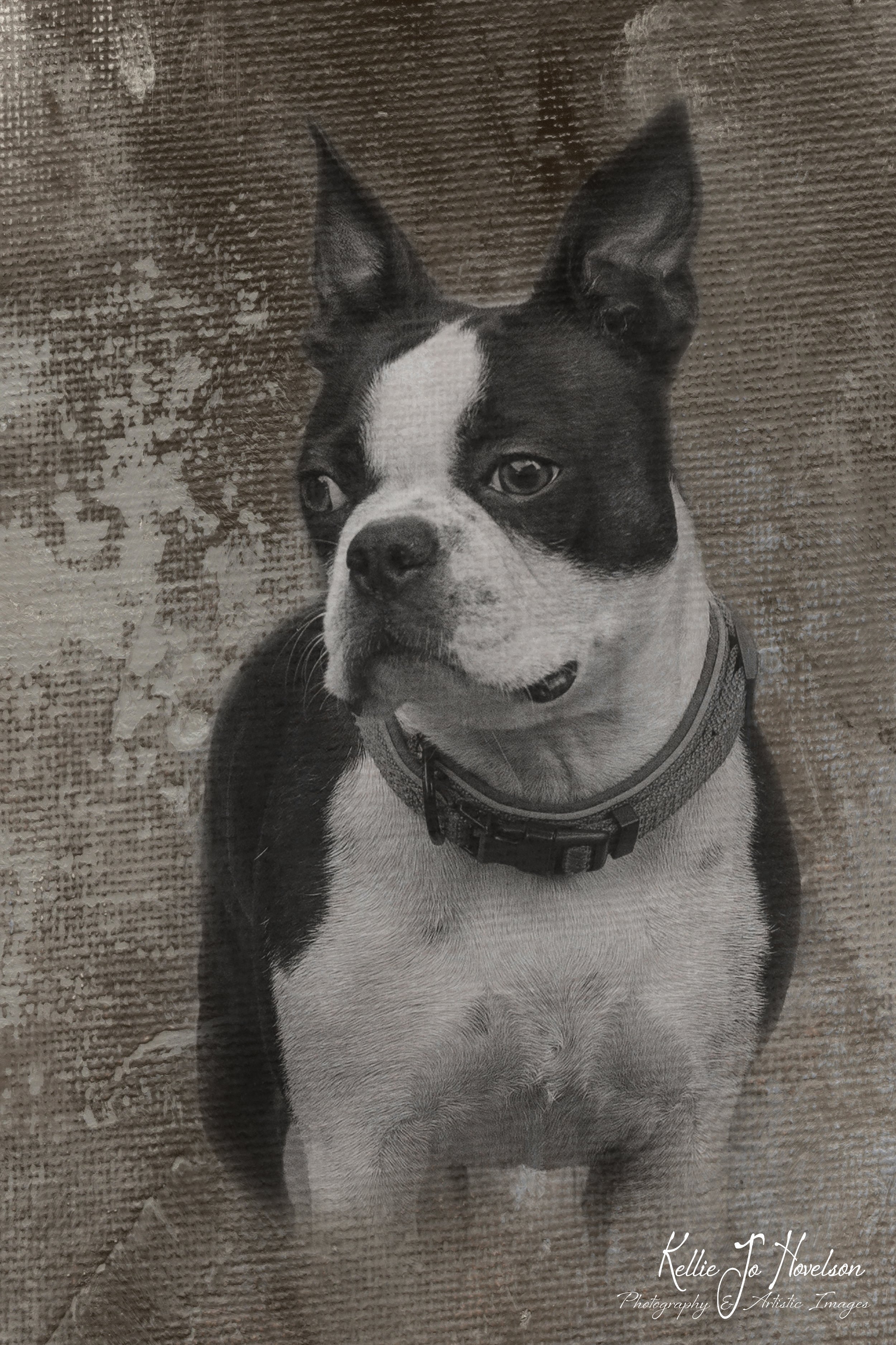 "A Boston's Timeless Gaze"