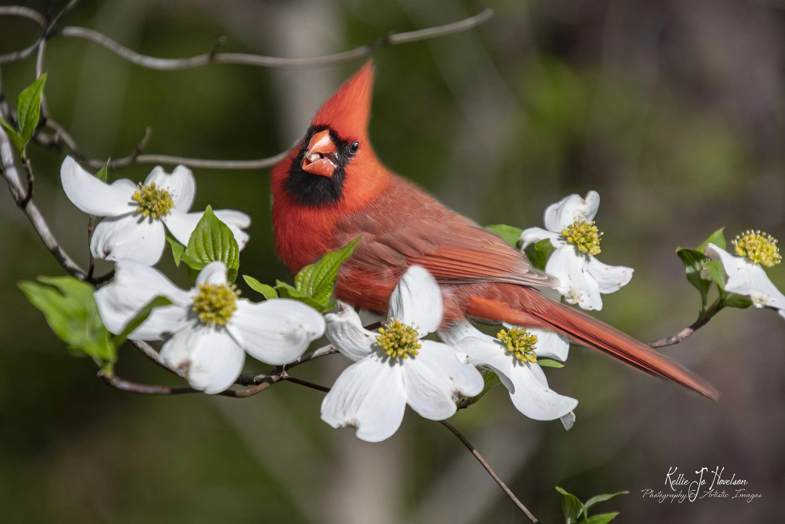 "Northern Cardinal Among the Dogwoods"