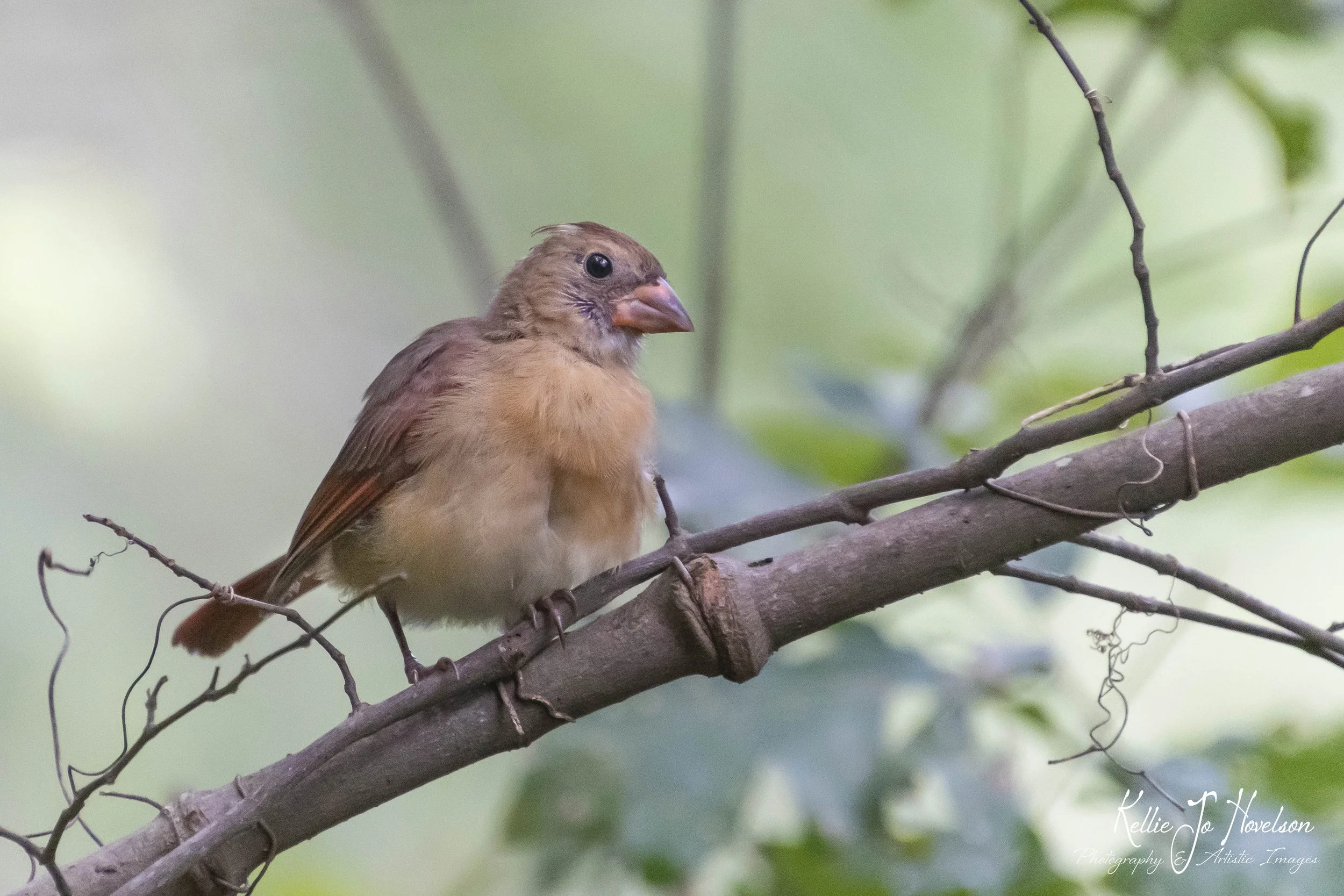 "Perch of the Curious Cardinal 2" 