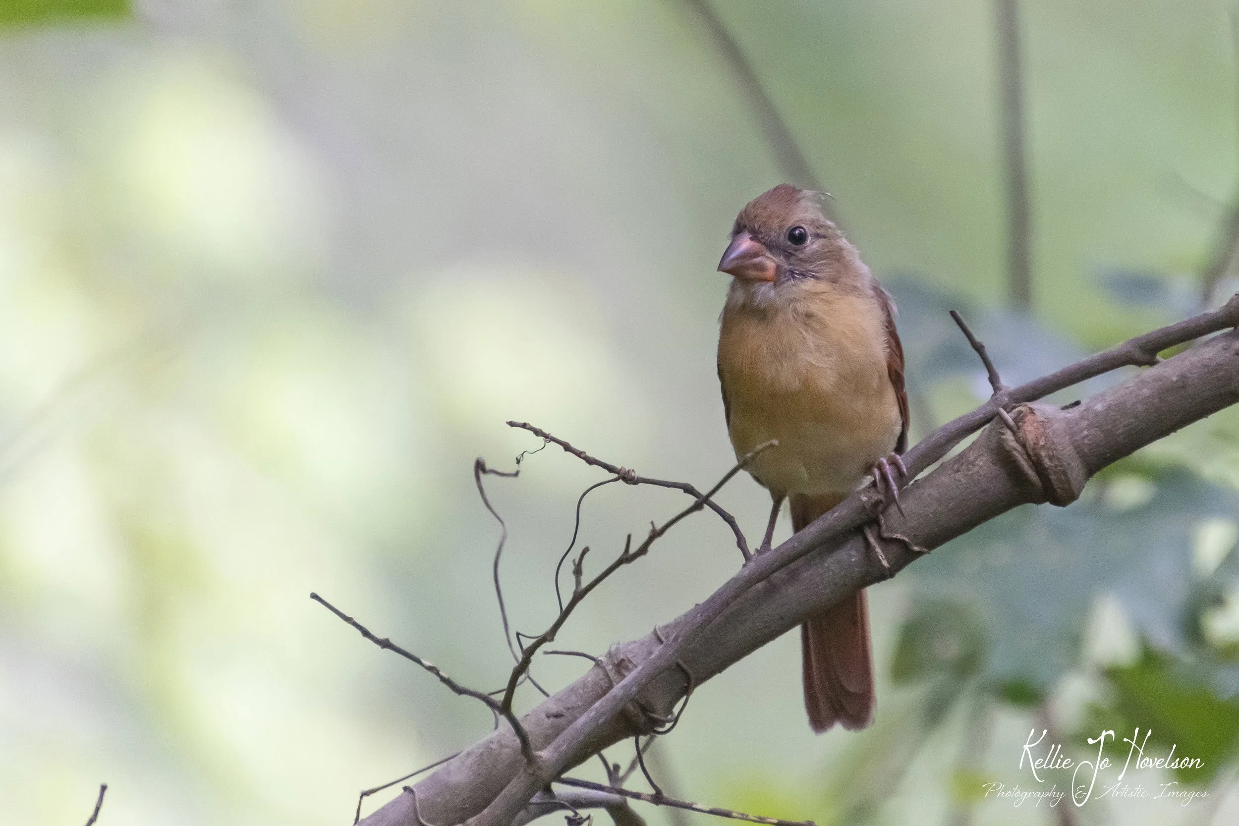 "Perch of the Curious Cardinal 1" 