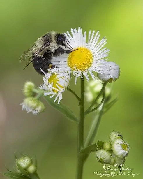 "Bumblebee on Tiny Daisy"