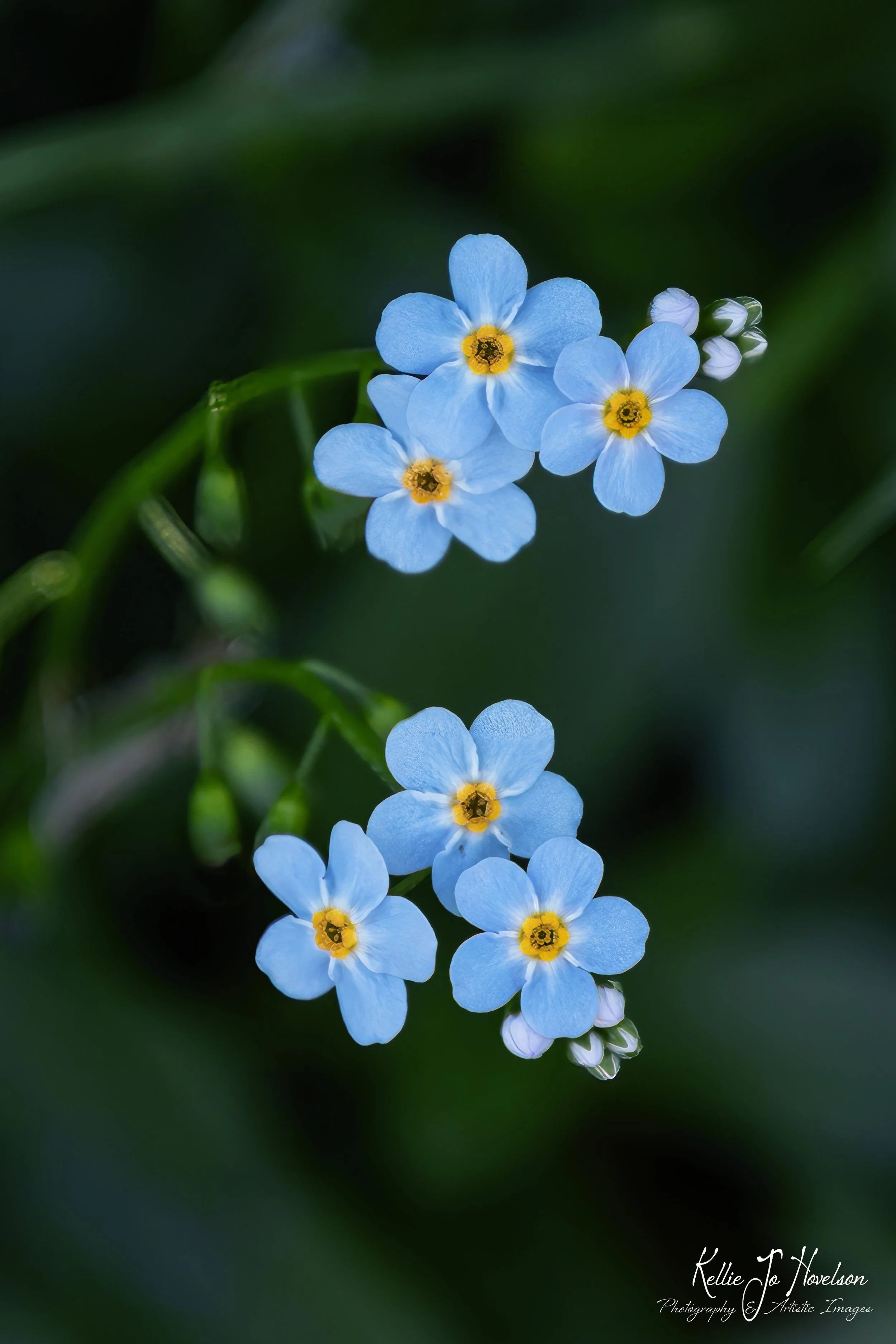 "Tiny Whispers in Blue"