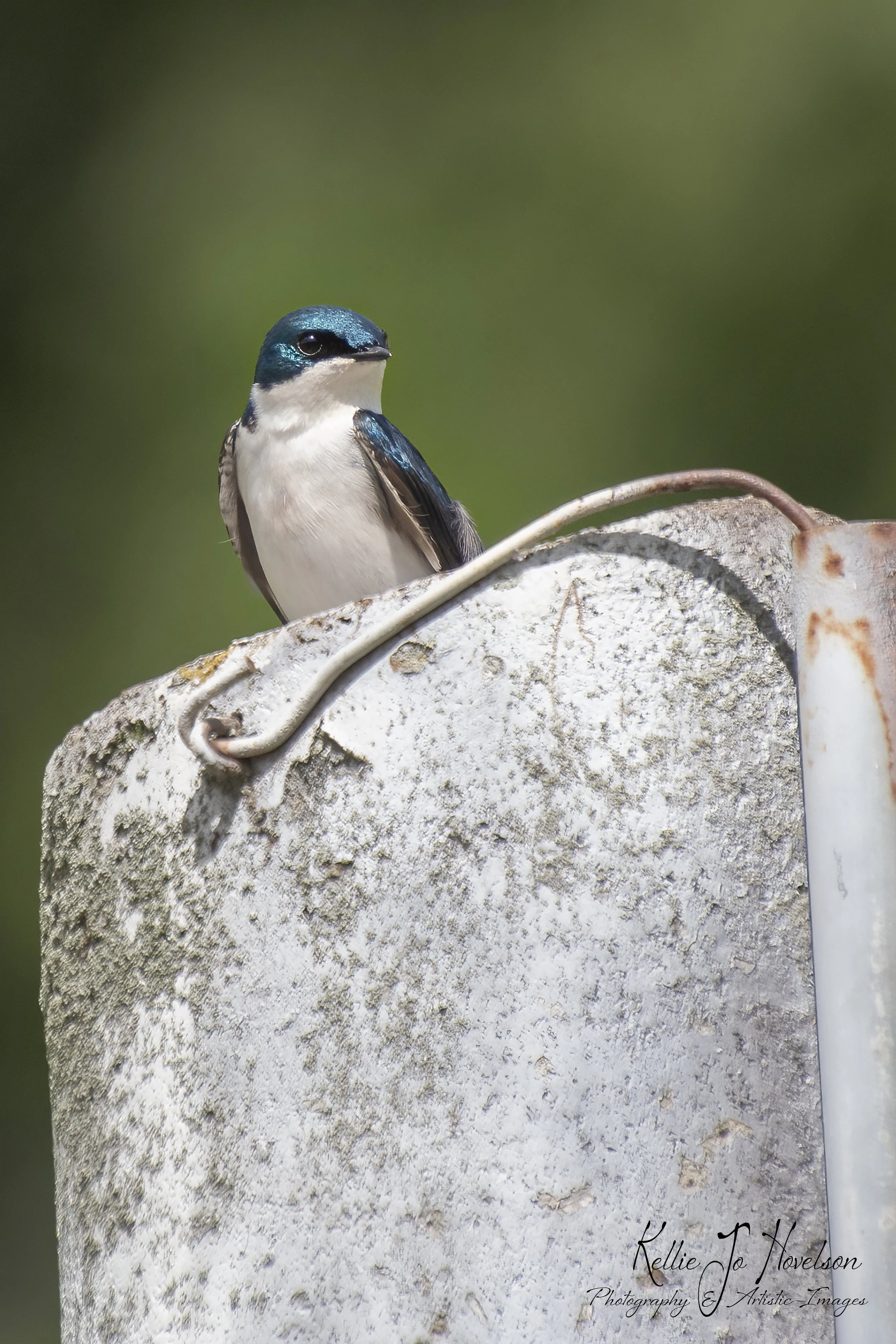 "Feathered Guardian on a Rustic Post"