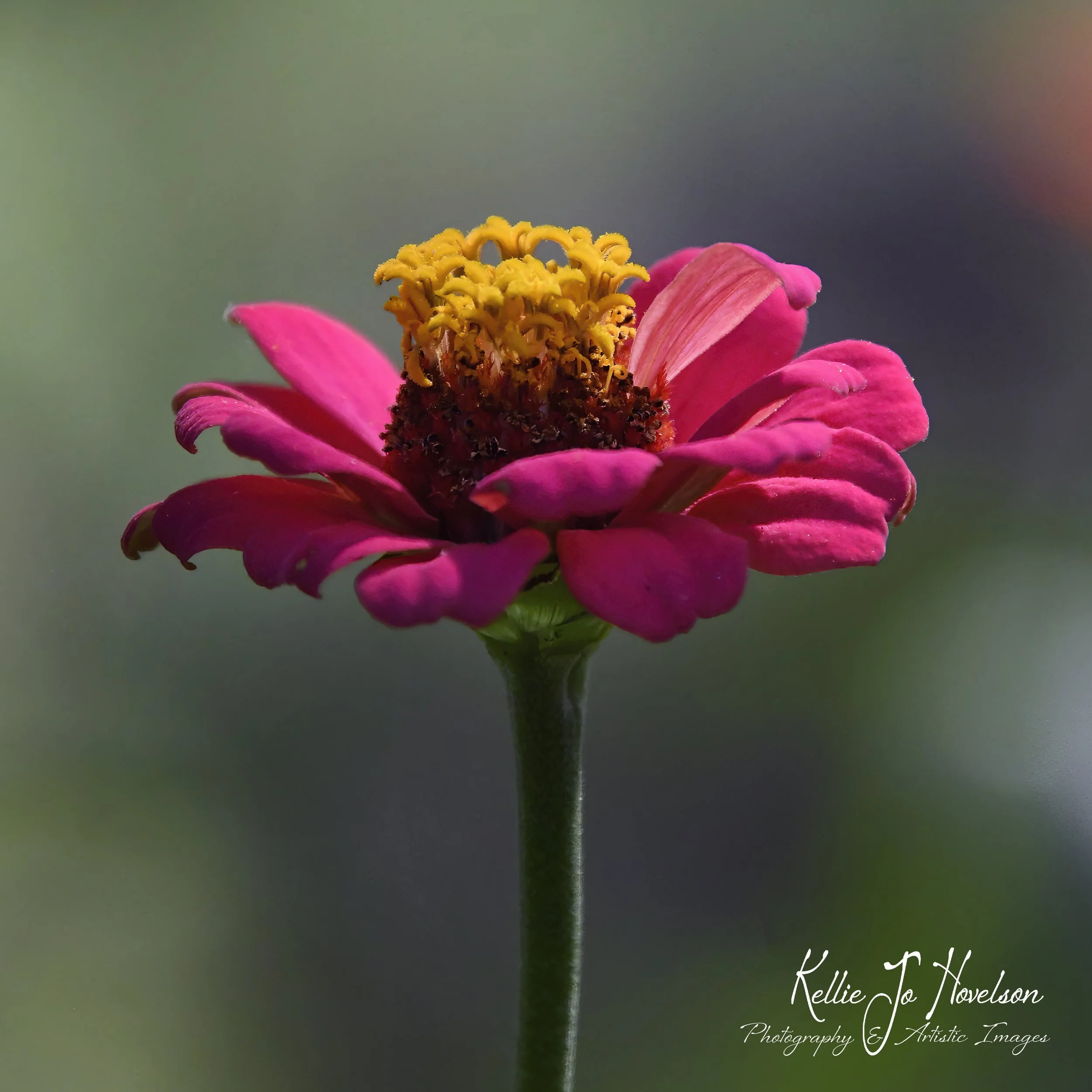 "A Single Vibrant Bloom"