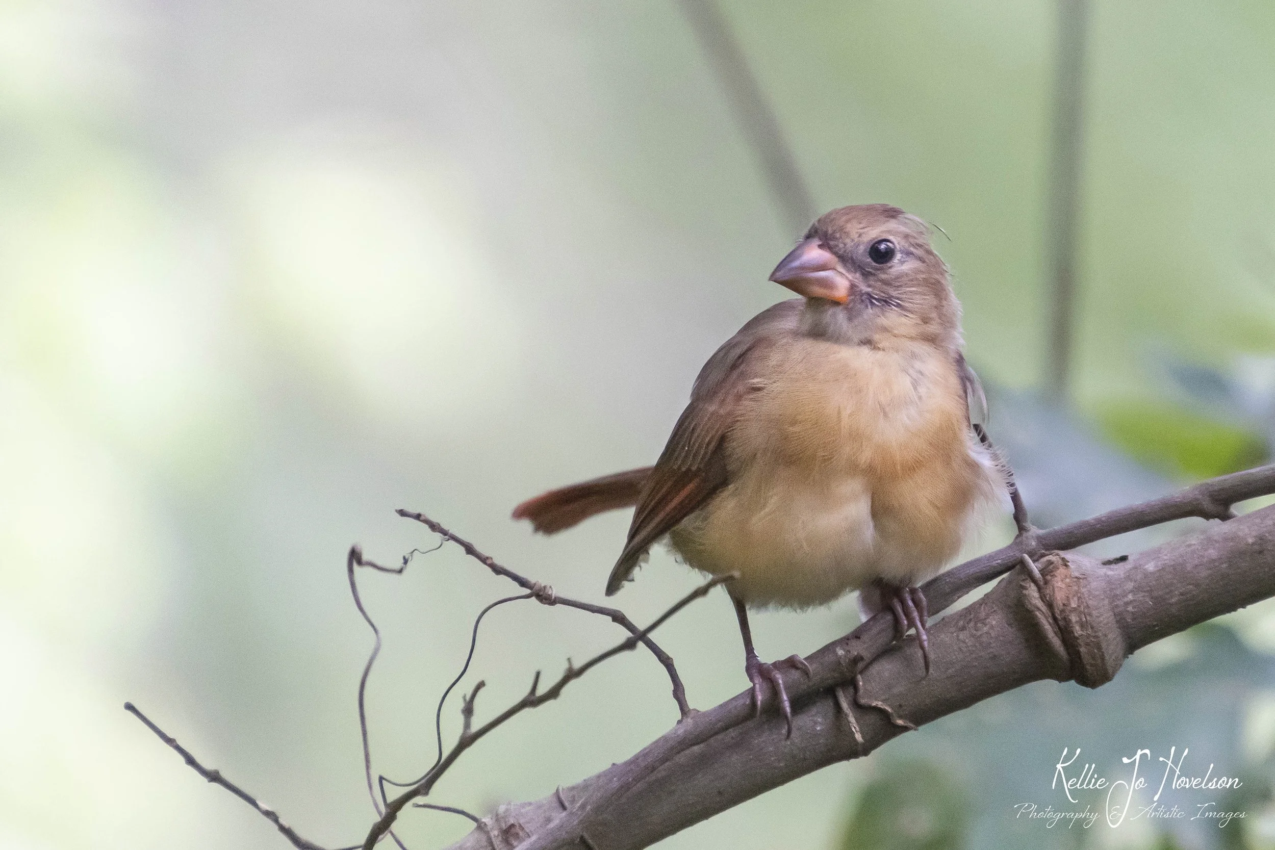 "Perch of the Curious Cardinal 3" 