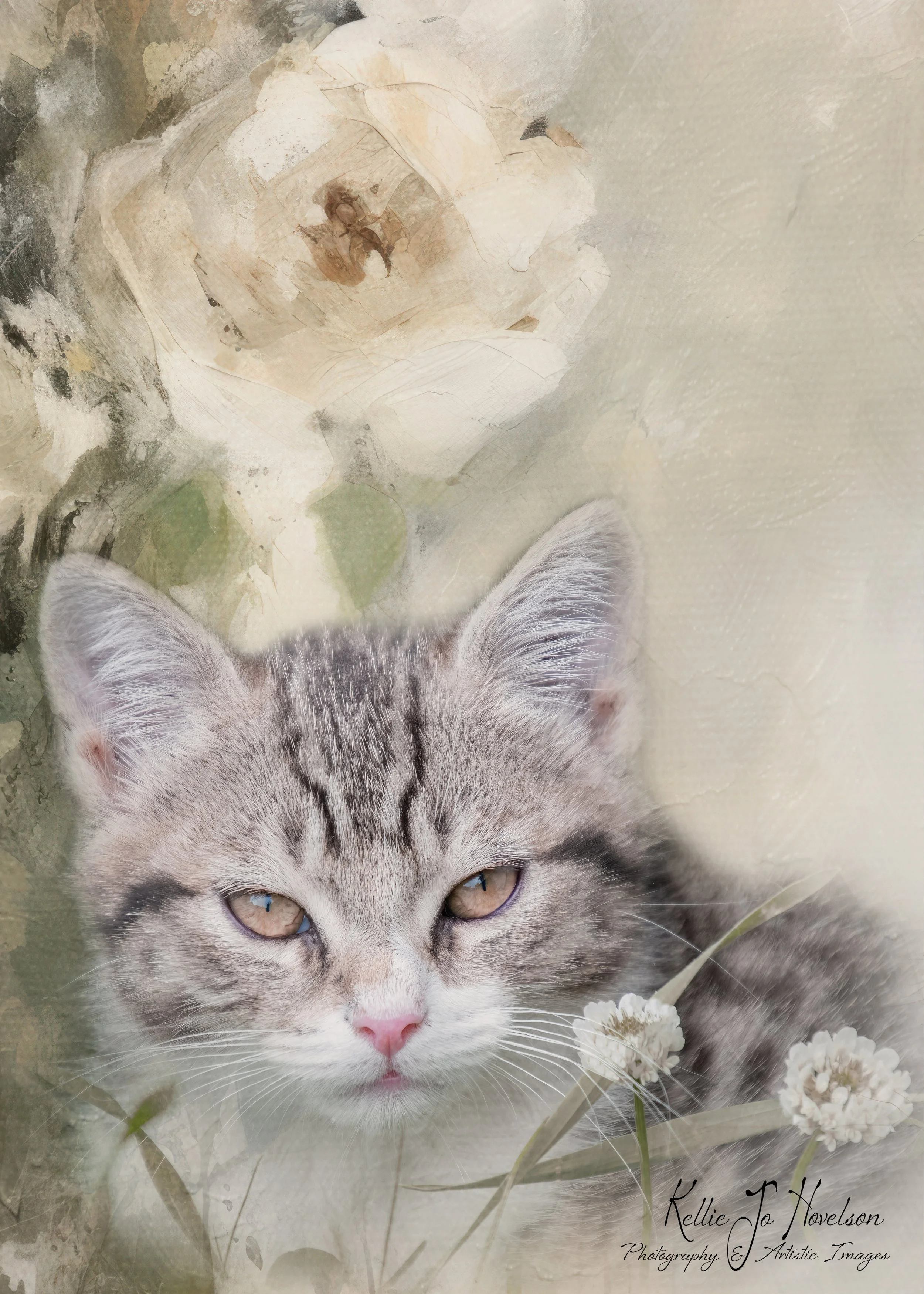 “A Kitten's Soft Gaze."  