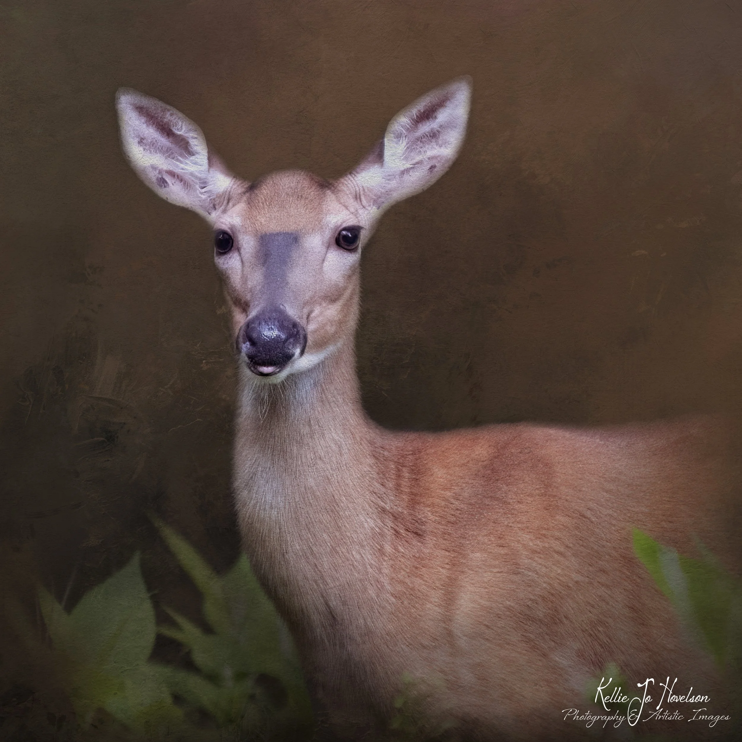 "Little Whitetail"