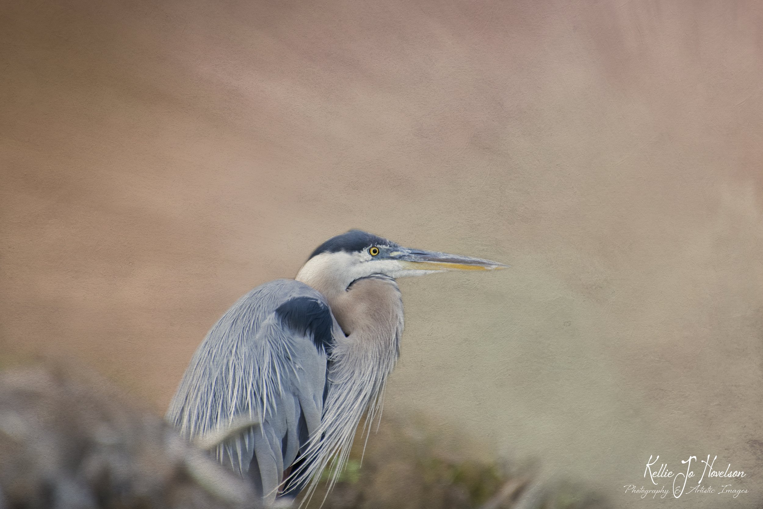 "Great Blue Heron of the Wild"