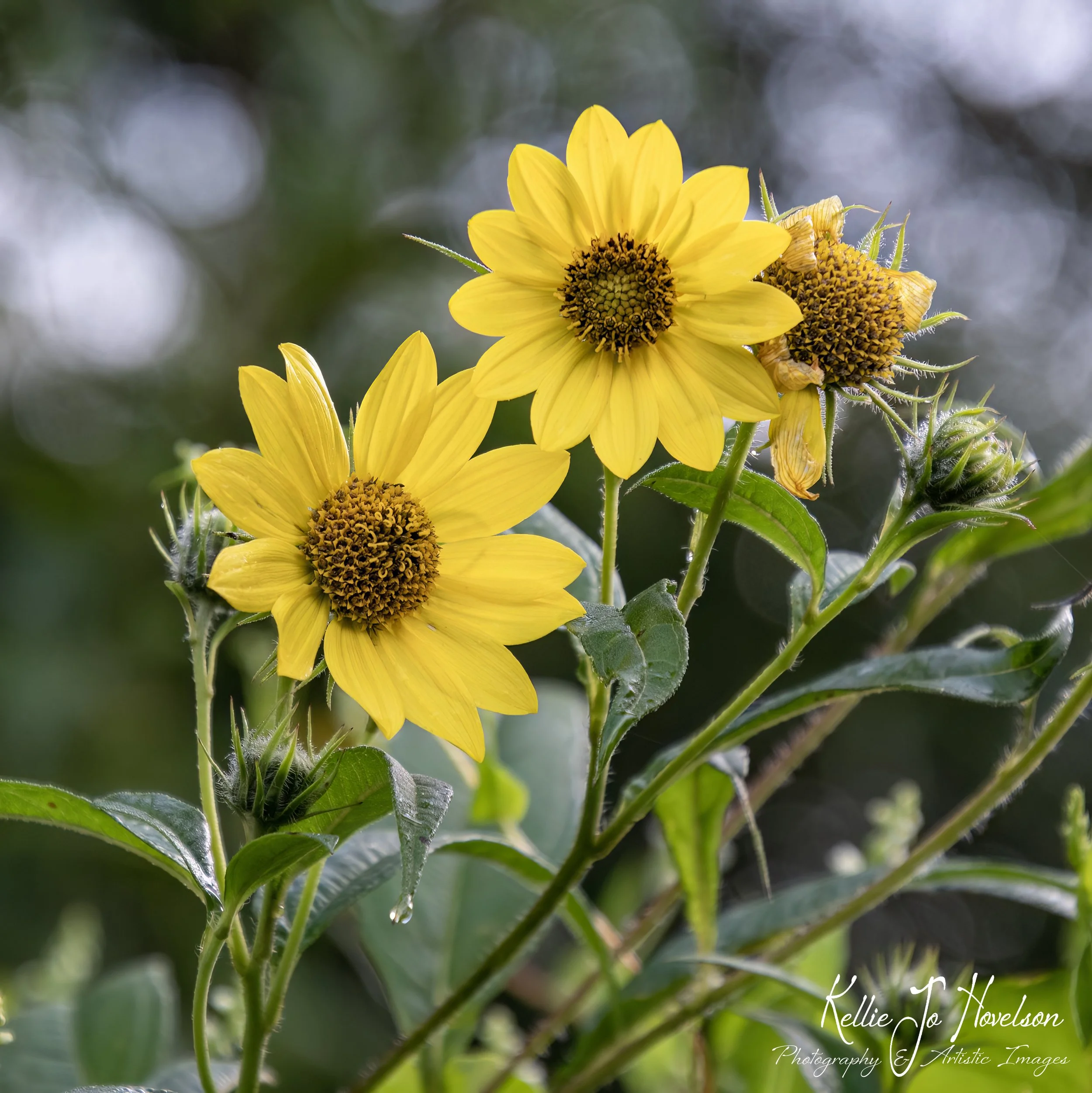 "Daisies of Todd Island"