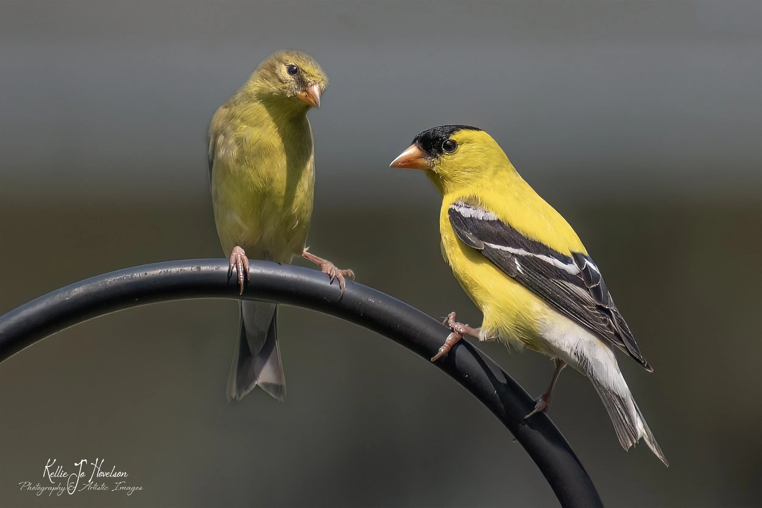 "Golden Pair in Love"