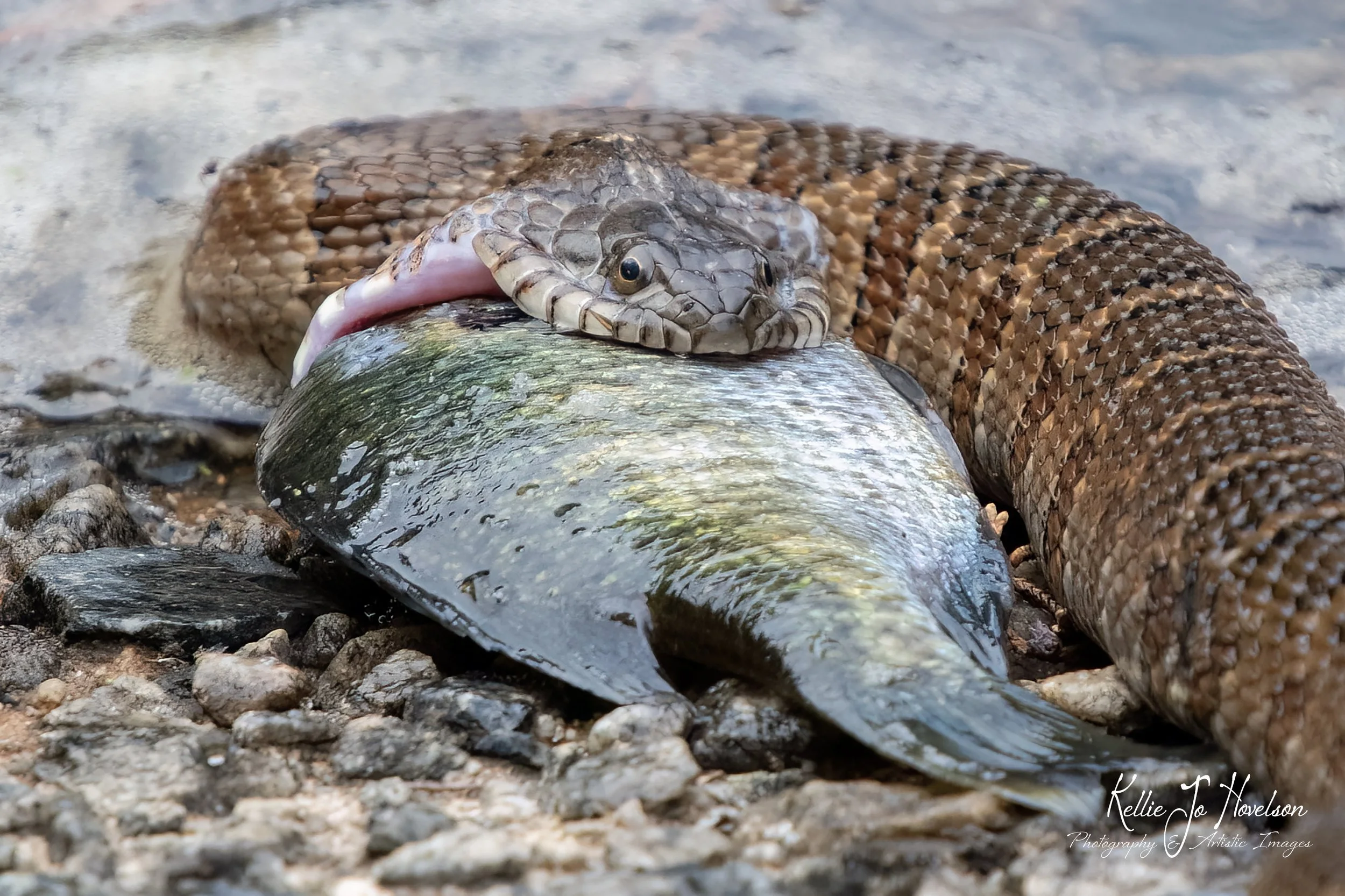"Embrace of the Predator"