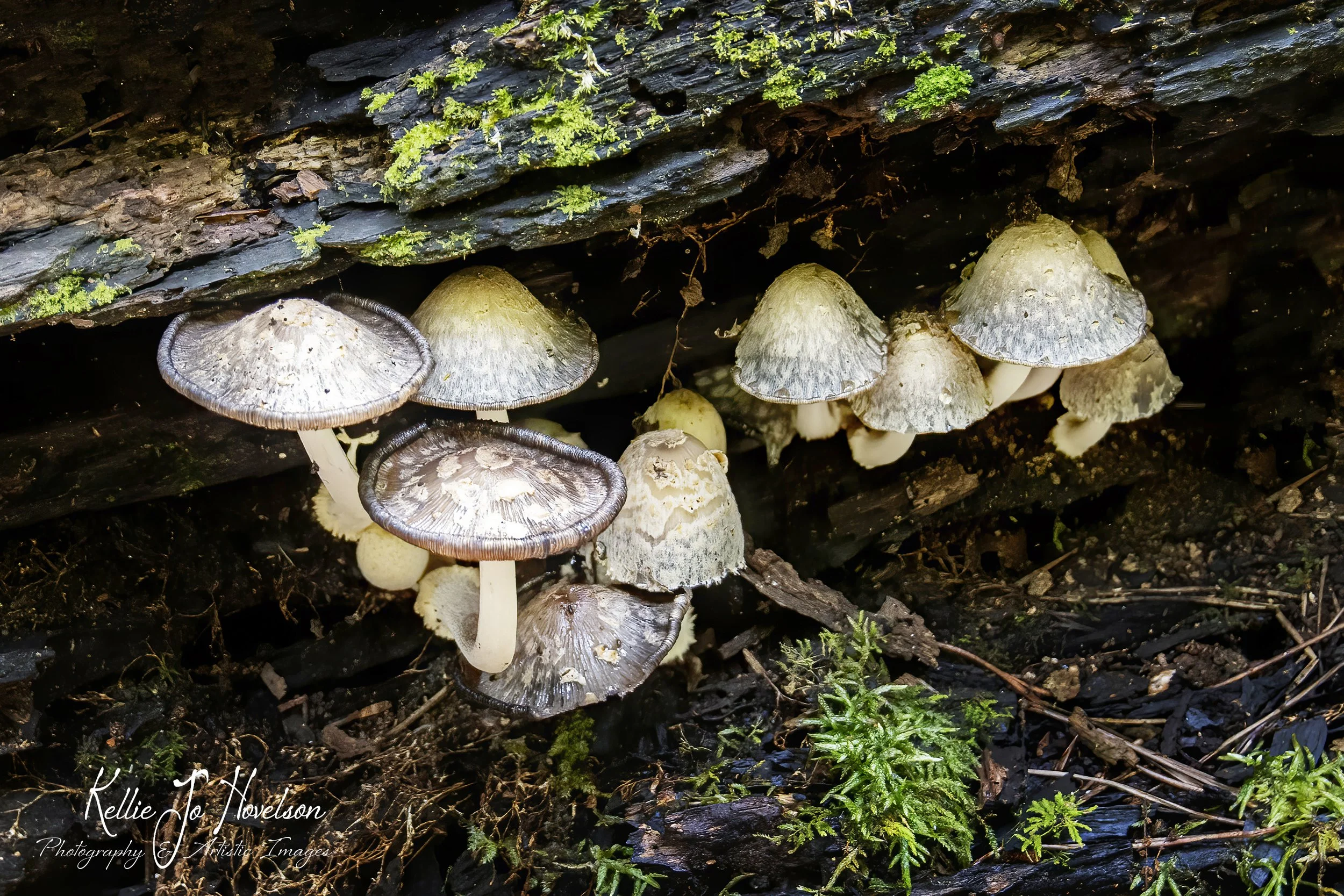 "Caps and Curves in Harmony"