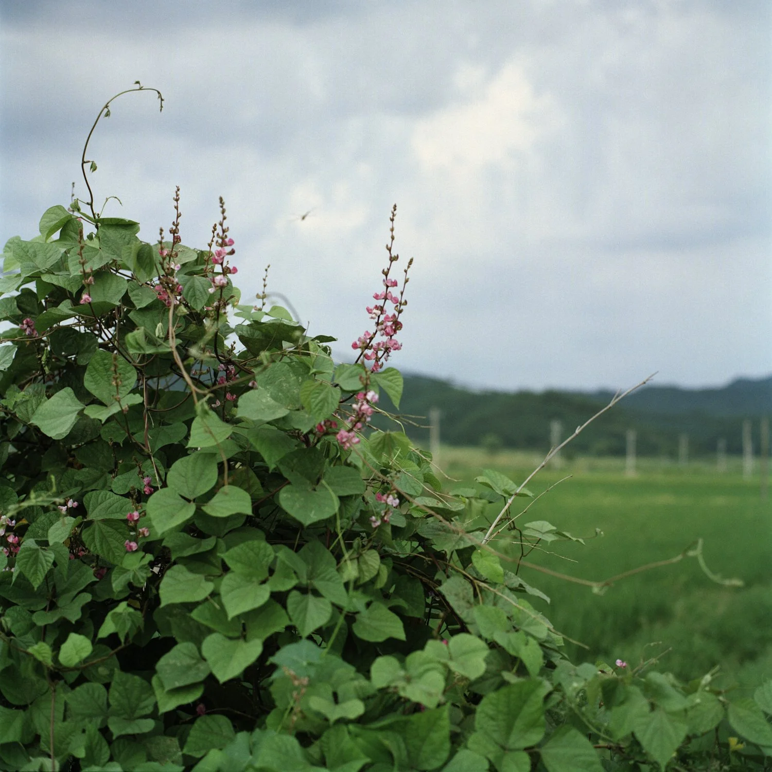 2024 Summer at home_120 Color 002-3.jpg