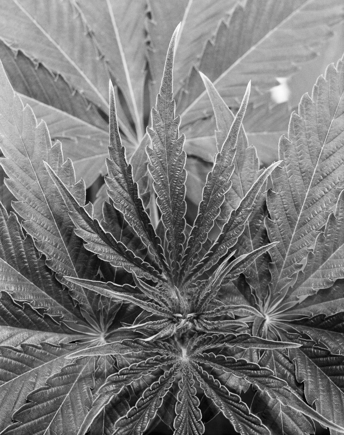 Marijuana-9.jpg