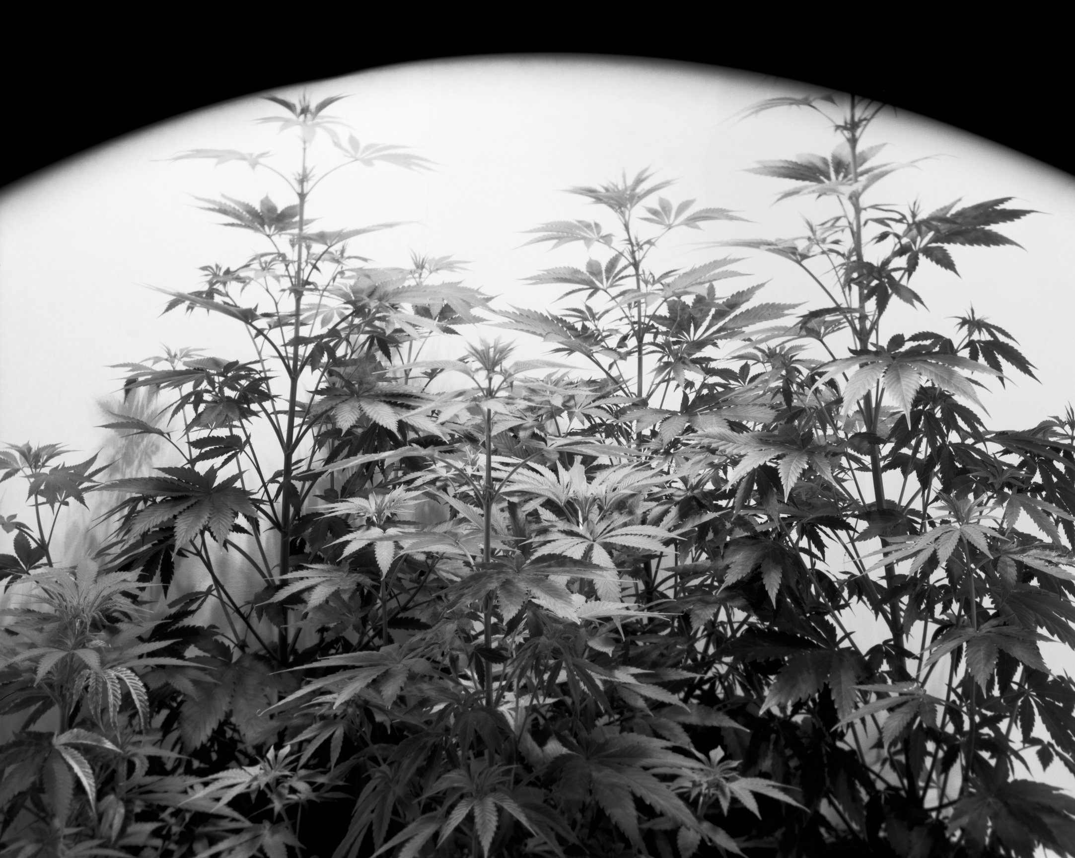 It is Necklace Inside (on-going since 2025)