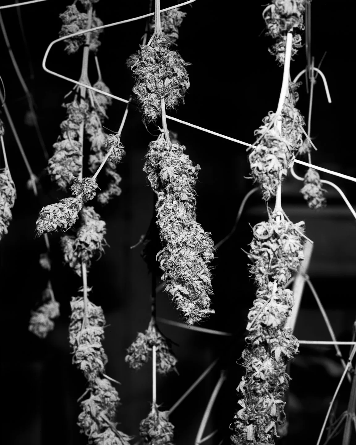 Marijuana-19.jpg