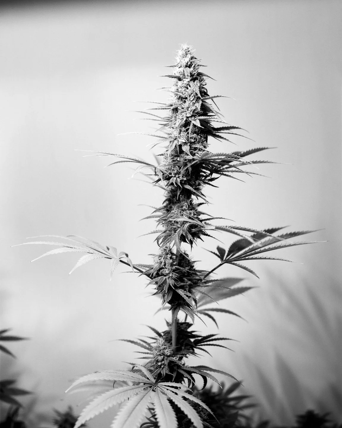 Marijuana-11.jpg