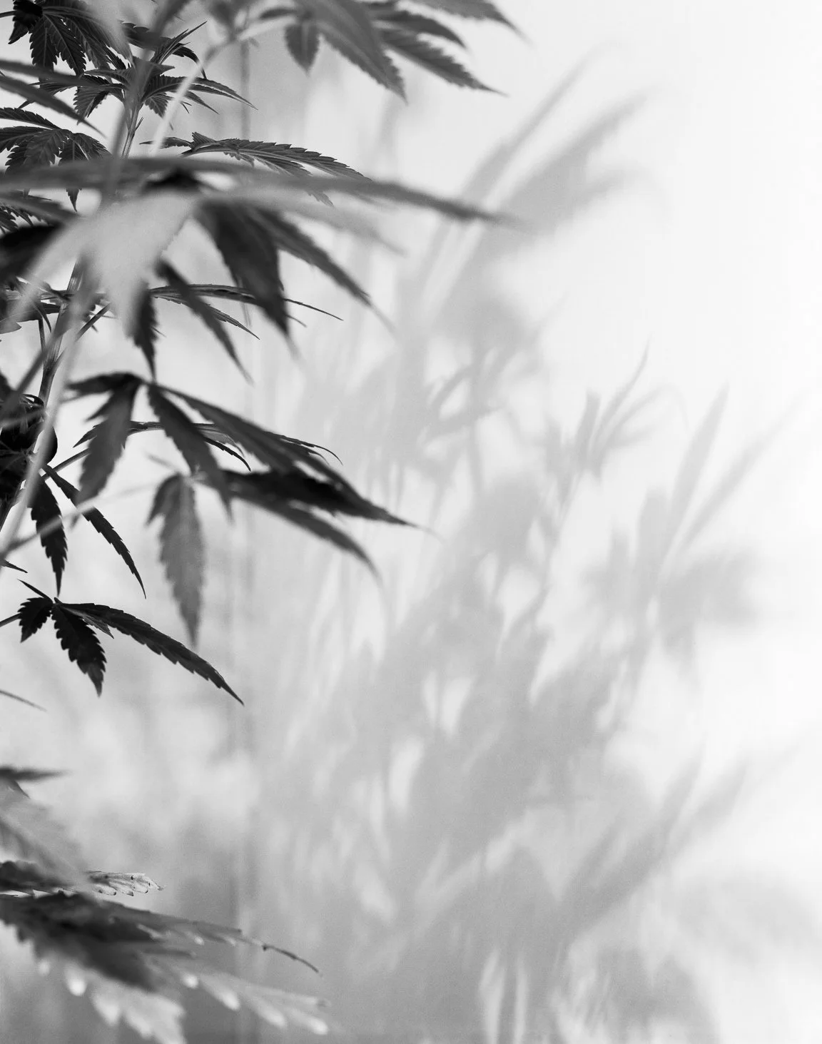 Marijuana-10.jpg