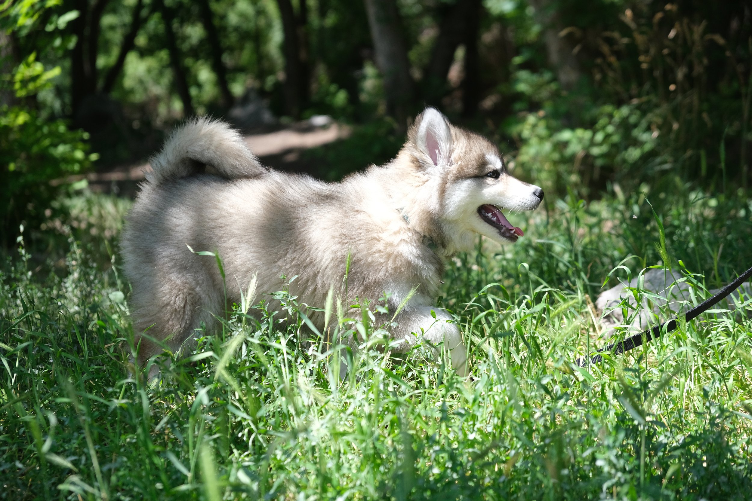 Hatfield Huskies Siberian Husky puppy