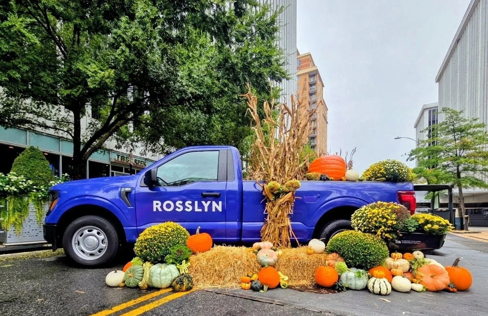 Blue pickup truck with the word 'ROSSLYN' on the door, decorated with fall harvest pumpkins, gourds, hay bales, and dried corn stalks for an autumn display on a city street.