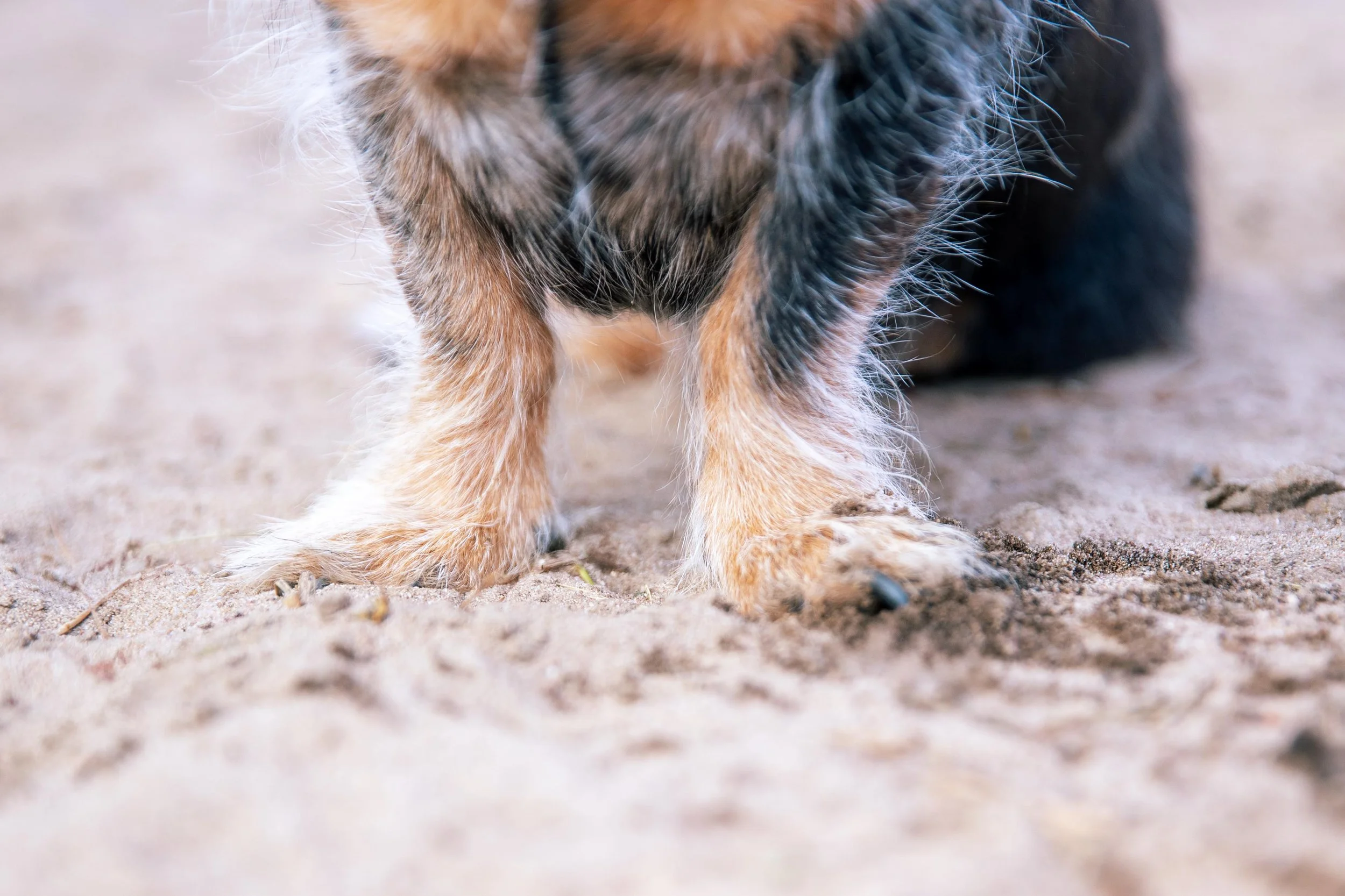 Sand- und Dünenshooting 3