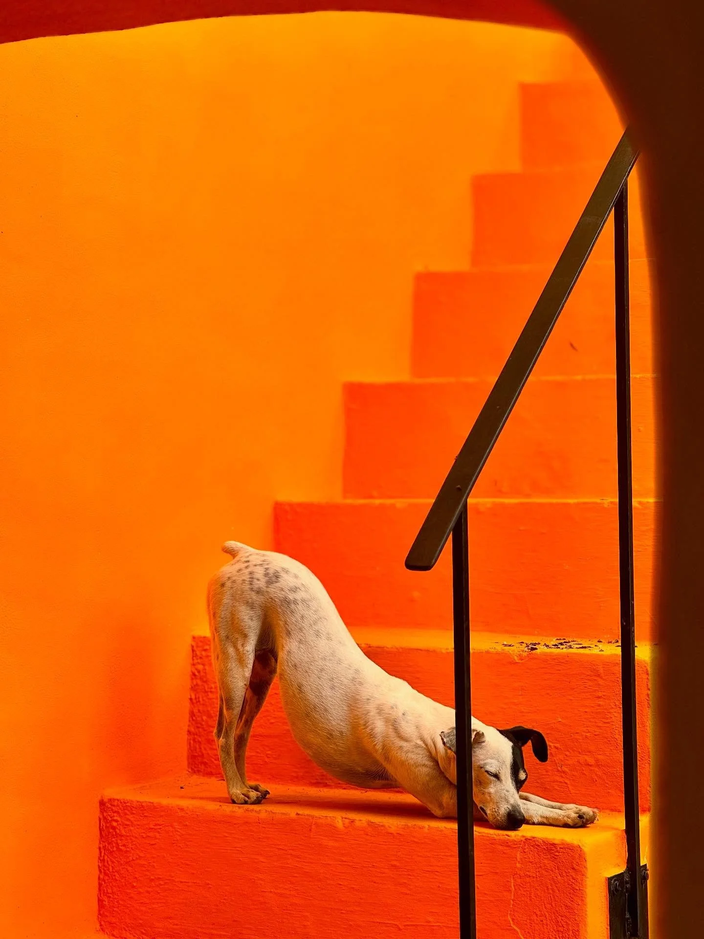When one of your guests is a dog and she lets you know you picked the right color for the patio by choosing the stairs for her daily yoga routine 🤗
#downwarddog #yoga #bliss