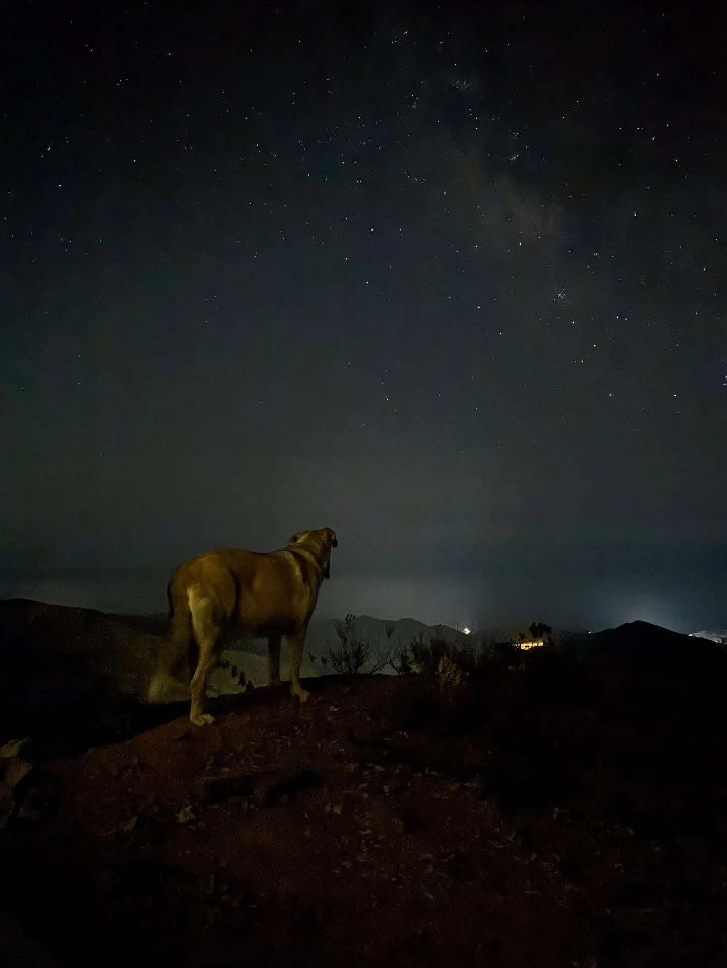 Barking the night away. Our dog Leia had night duty in the vineyard. When the grapes change color and become sweeter, wild animals like mountain goats, wild boar, doves and partridges start showing up. We have to pick our battles though, because Leia