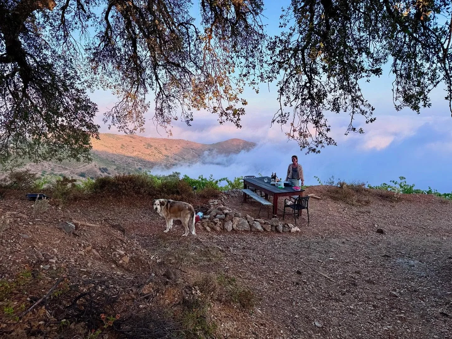 Magical. That is what it is. Don’t think we will ever get tired of these views from our vineyard @bodegasalboran 
#cloud #sea #mediterranean #night #vineyard