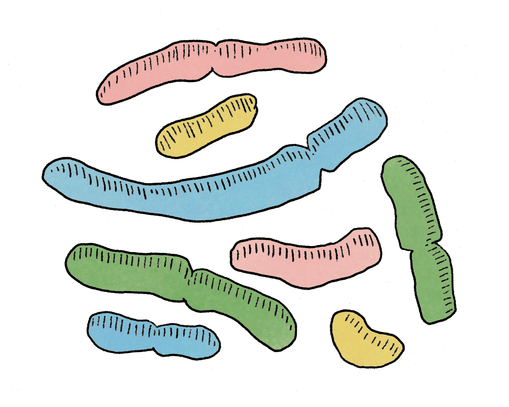 Animated Microbiome. 2024