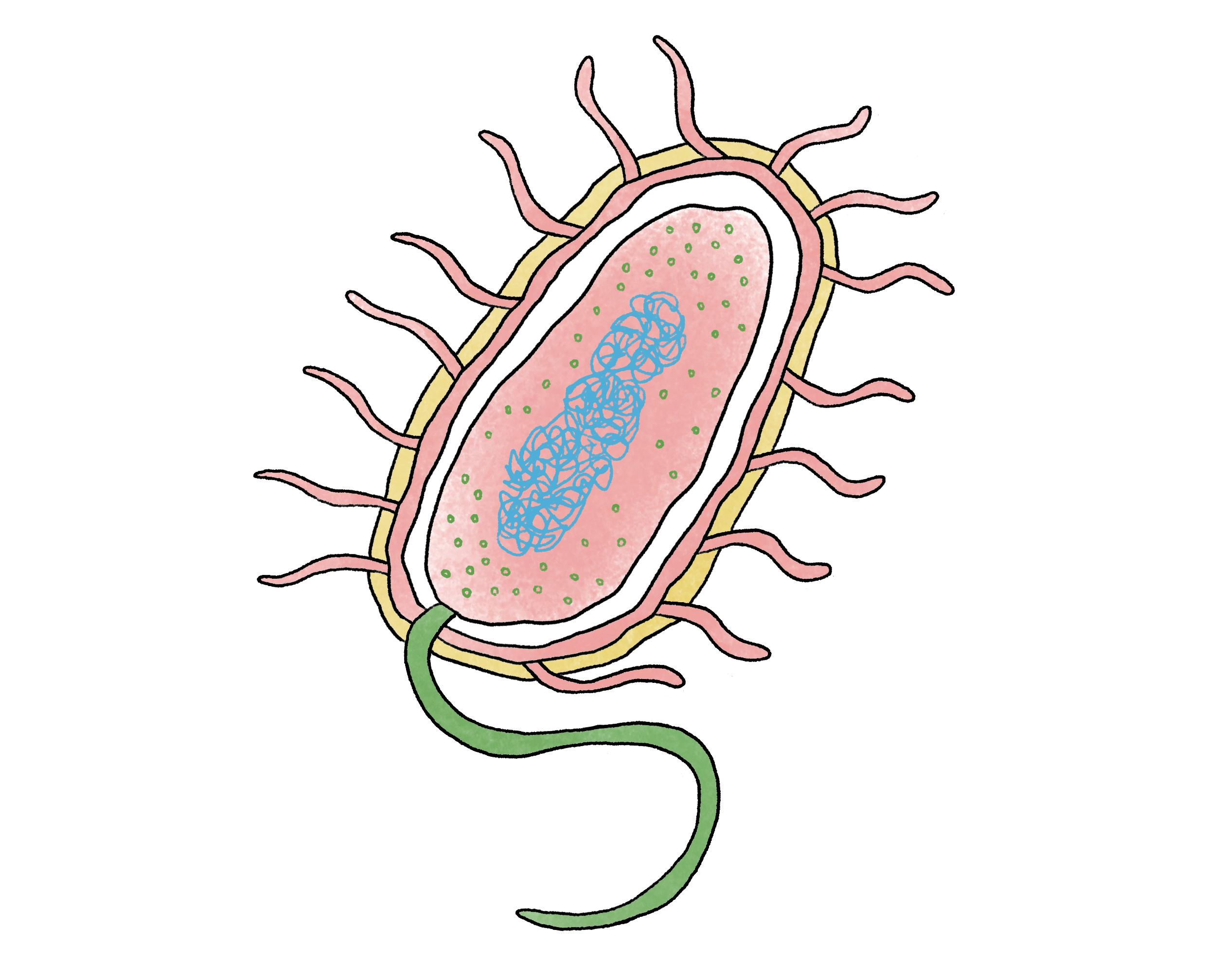 Animated Bacteria Cell. 2024